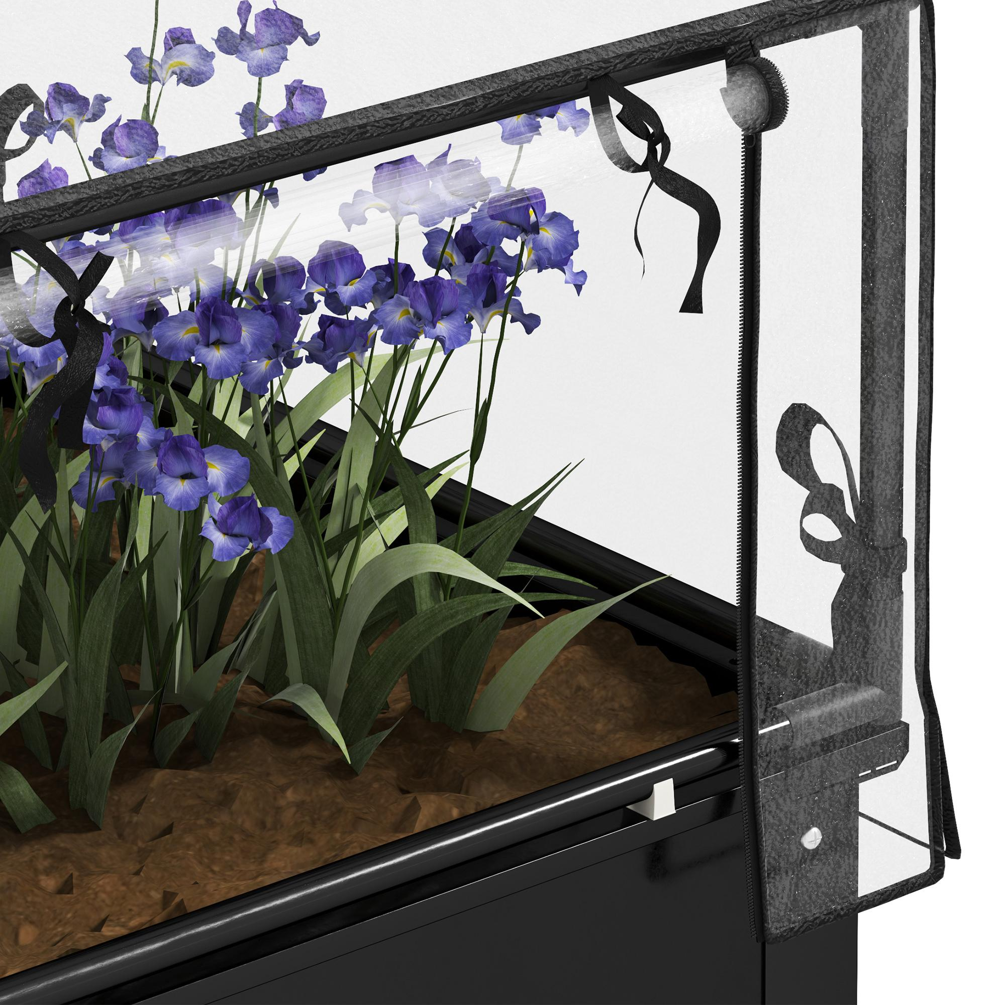 Nahaufnahme eines Pflanzgefäßes mit Iris in einem Gewächshaus aus Kunststoff. Die Blumen sind lila, der Pflanzkasten ist schwarz.
