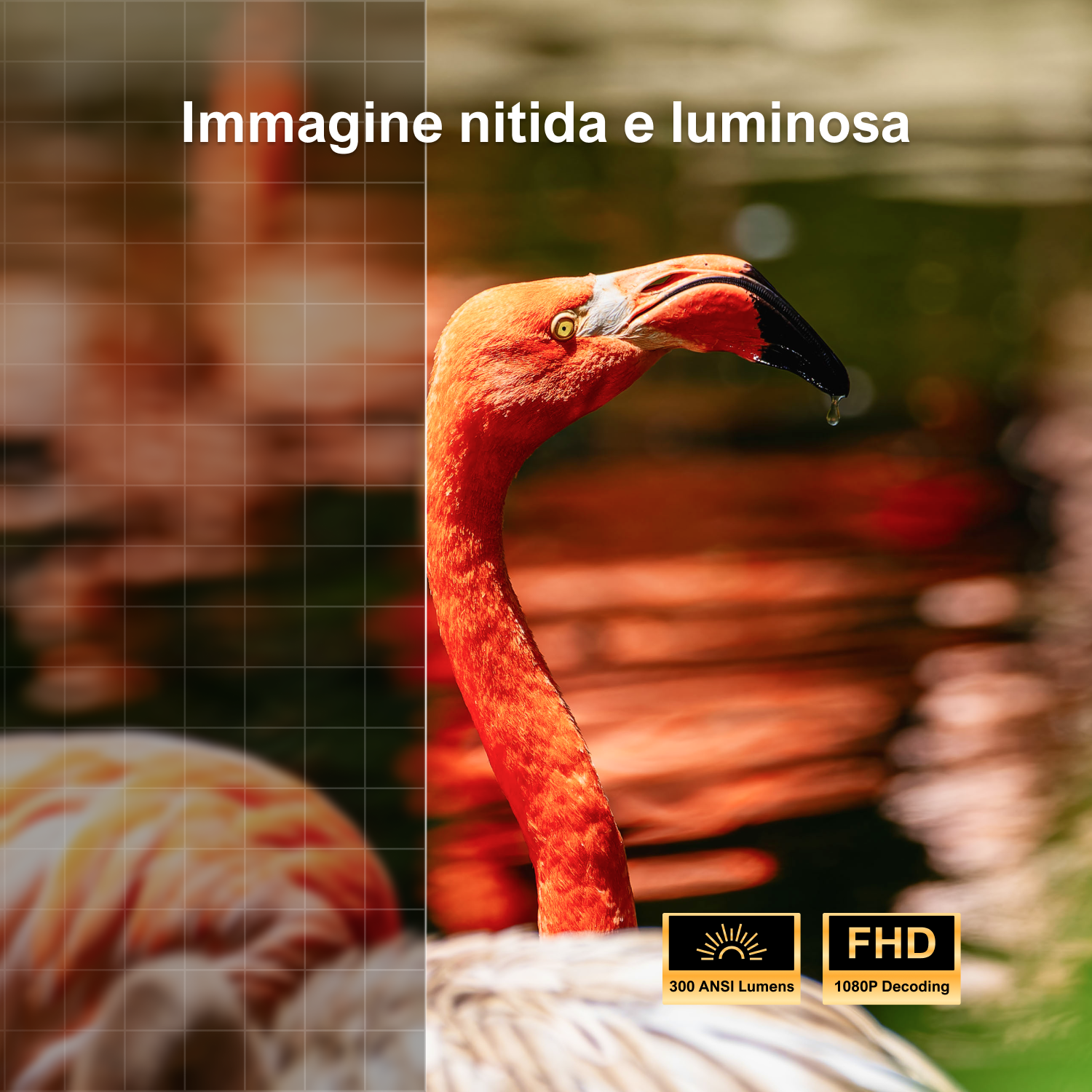 Zbliżenie głowy flaminga, z kapiącą wodą. Pomarańczowy z czarnym dziobem. Tło jest rozmyte.