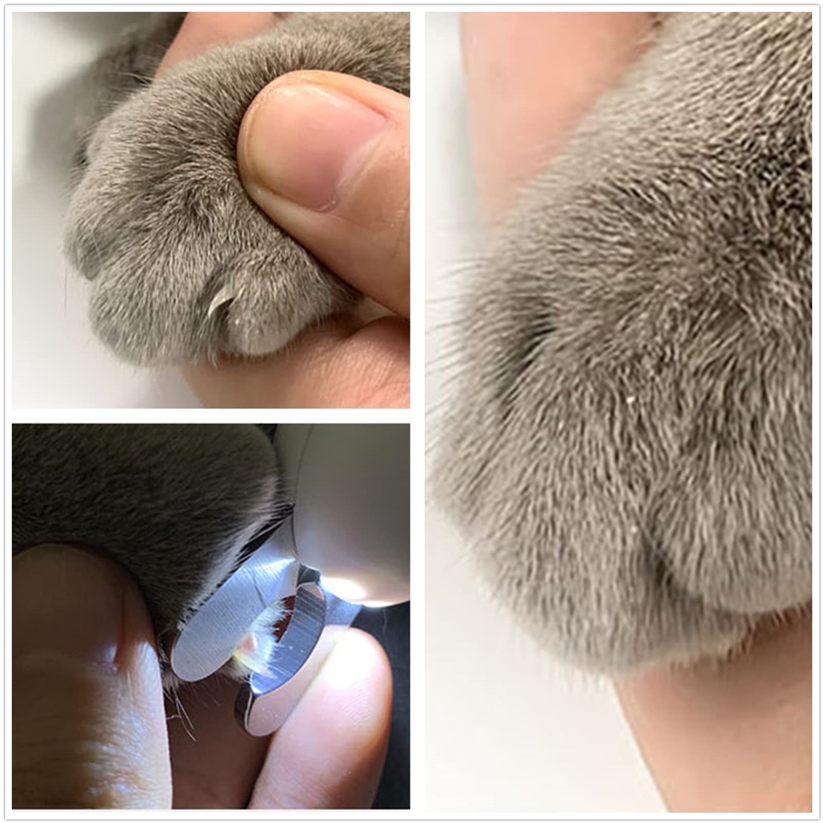 Eine Collage, die eine Katzenpfote, eine Nagelschere und eine Hand zeigt, die die Pfote hält.