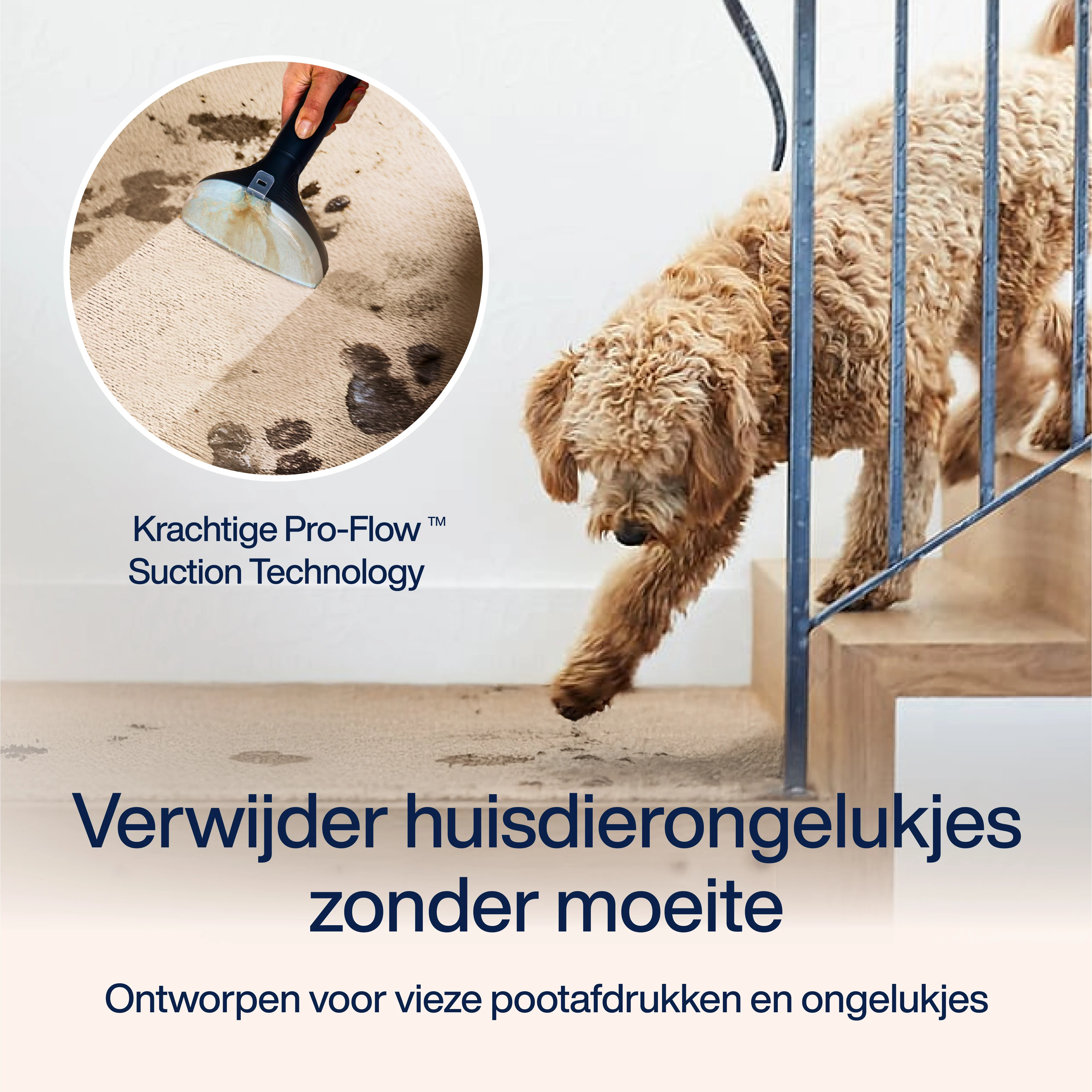 A dog on stairs and a cleaning tool cleaning a carpet. The carpet has stains on it.