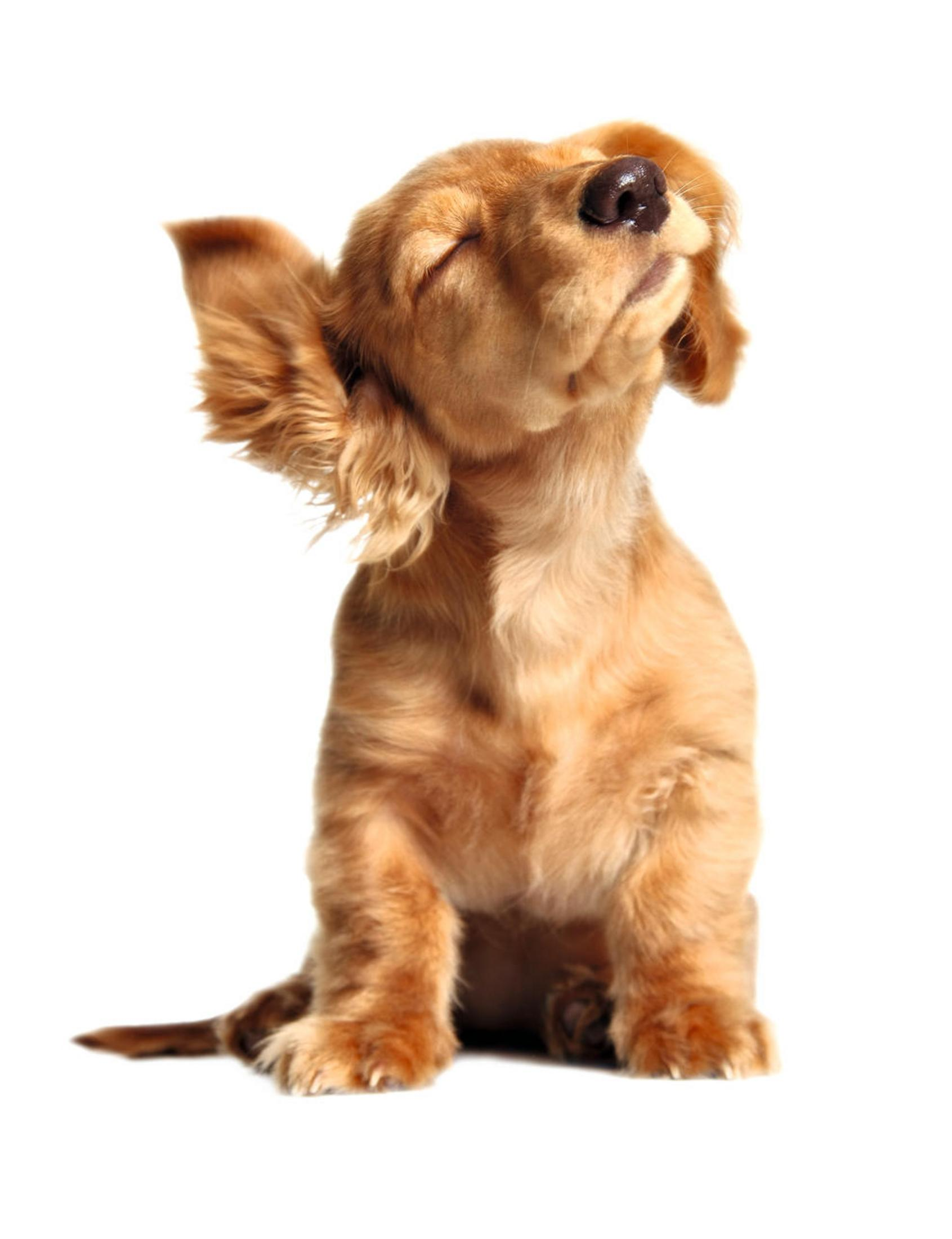 Un cucciolo dorato è seduto su uno sfondo bianco, con il naso in su e gli occhi chiusi, un orecchio piegato.