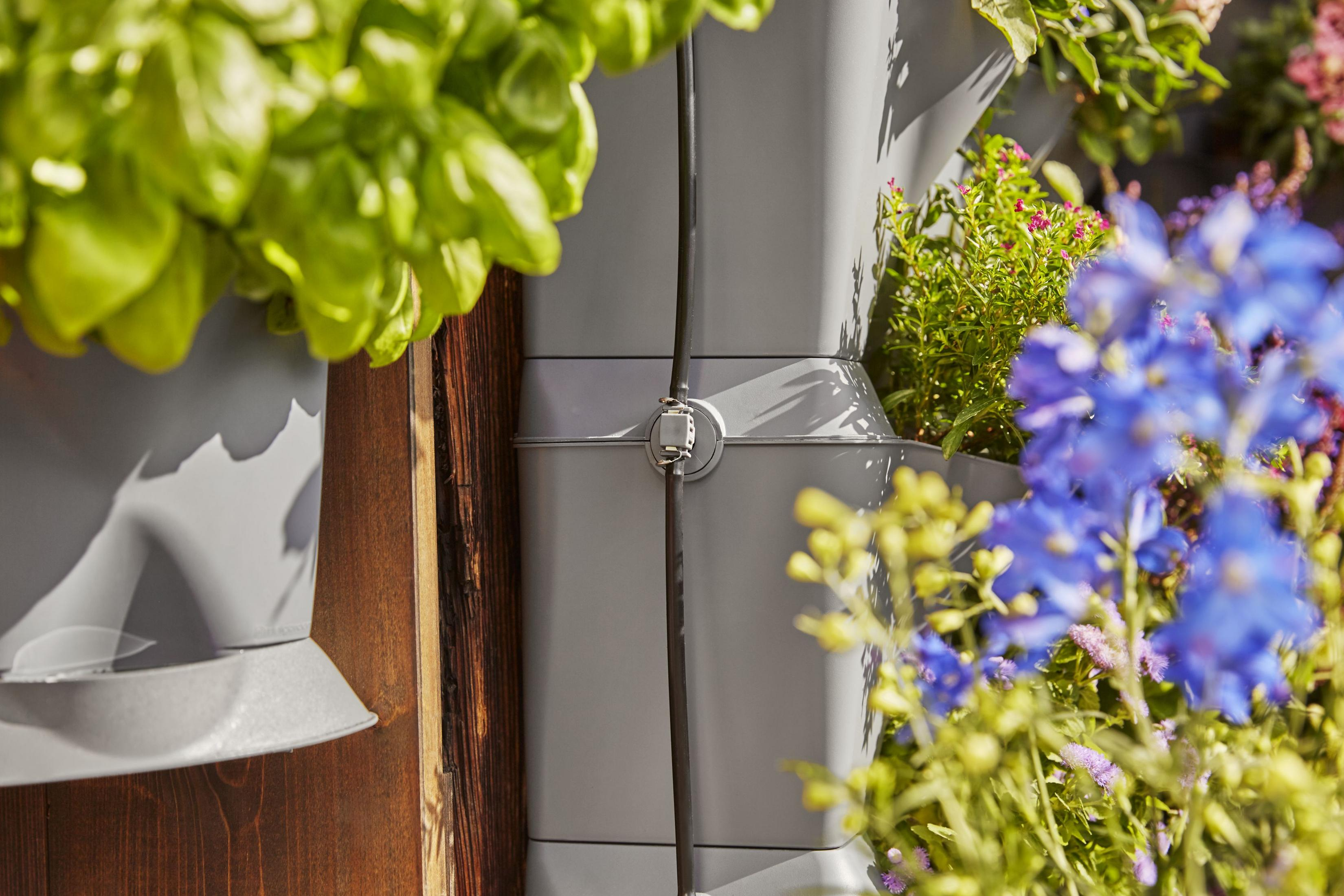 Un primo piano di un sistema di giardino verticale grigio con piante verdi e fiori blu su uno sfondo di legno.
