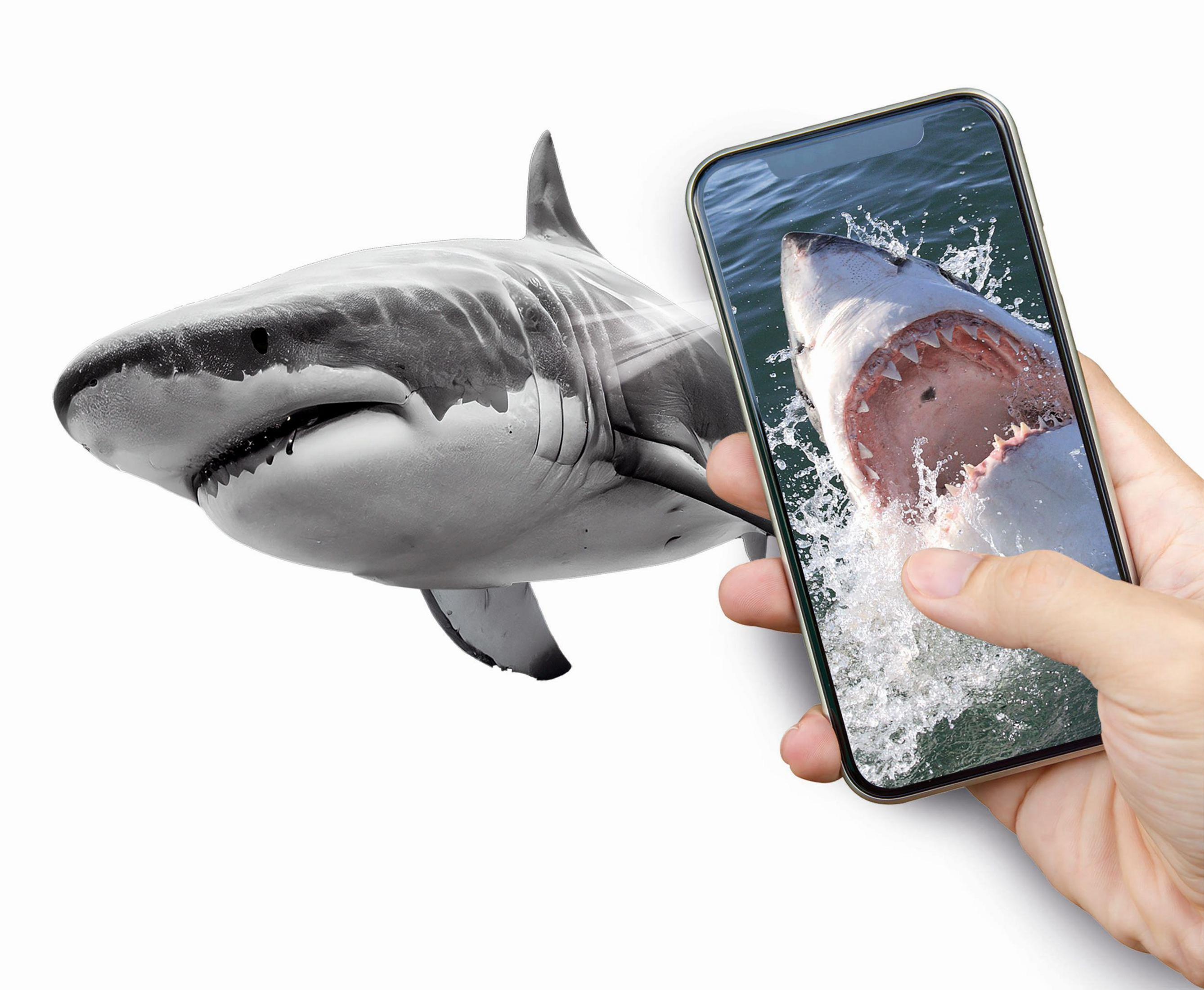 Eine Person hält ein Telefon, das einen Hai zeigt, neben einem grauen Hai. Weißer Hintergrund.