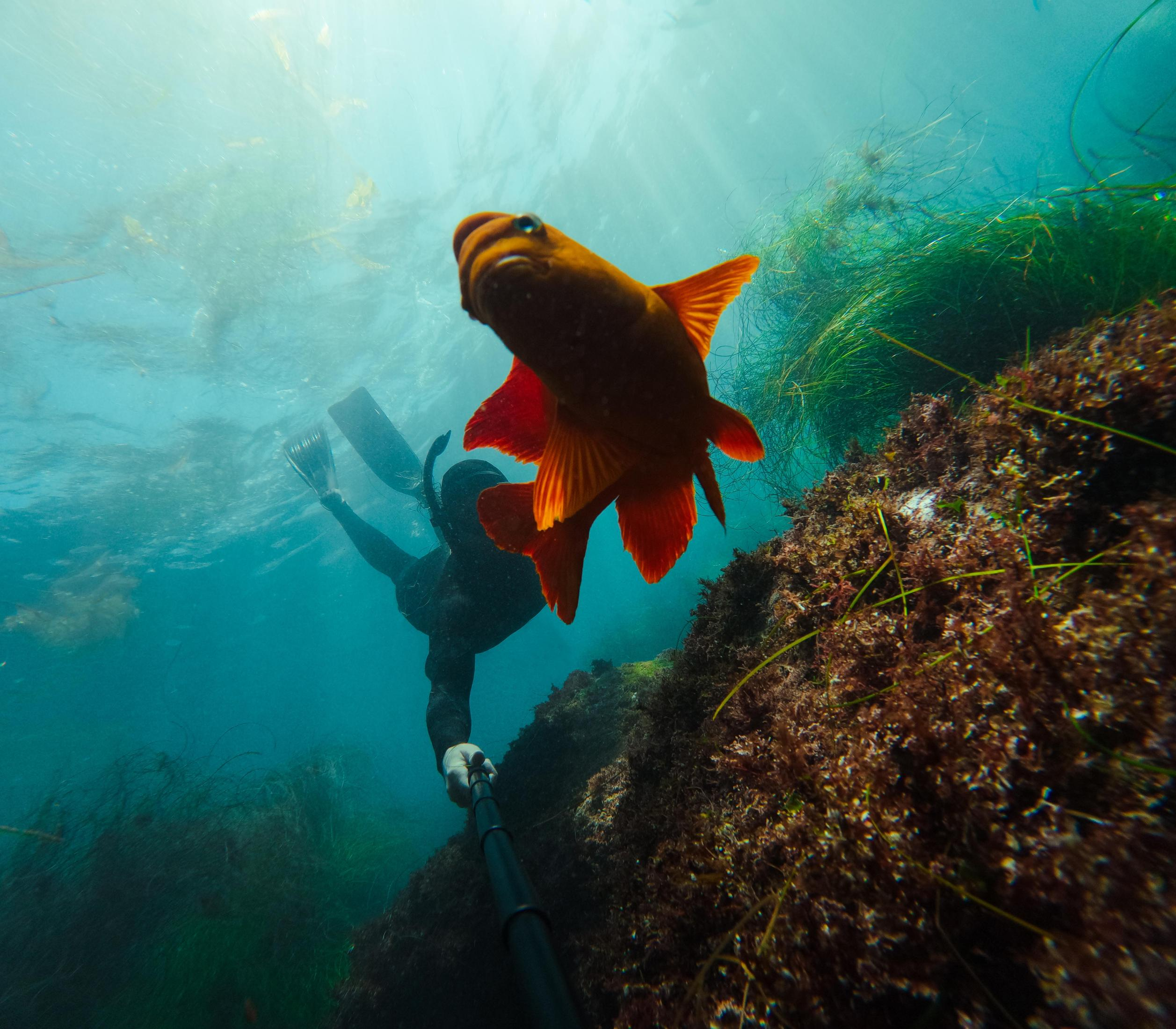 Un subacqueo con GoPro, un pesce Garibaldi arancione brillante e alghe marine.