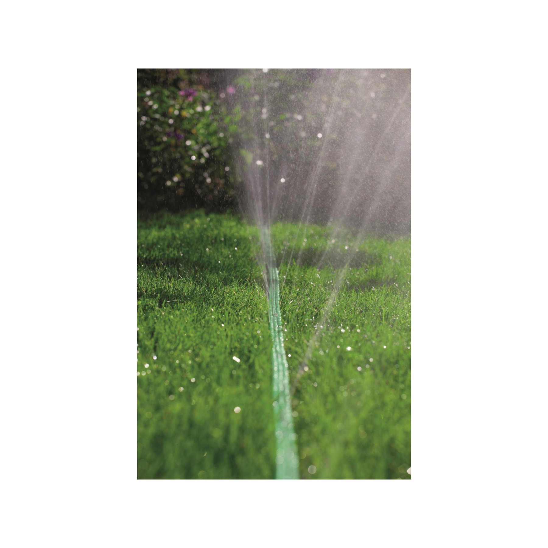 Grüner Gartenschlauch, der Wasser auf Gras sprüht. Wassertröpfchen glänzen im Licht. Busch im Hintergrund.
