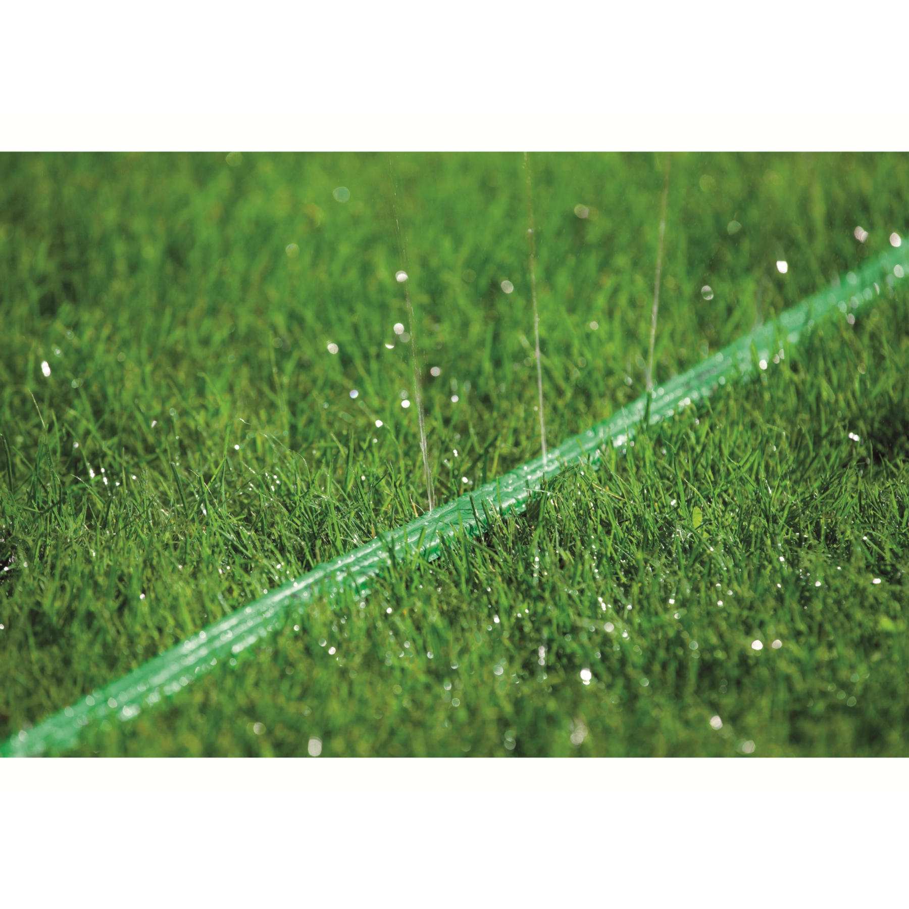 Grüner Gartenschlauch liegt mit Wassertropfen auf dem Gras. Gras ist grün und üppig. Tageszeit.