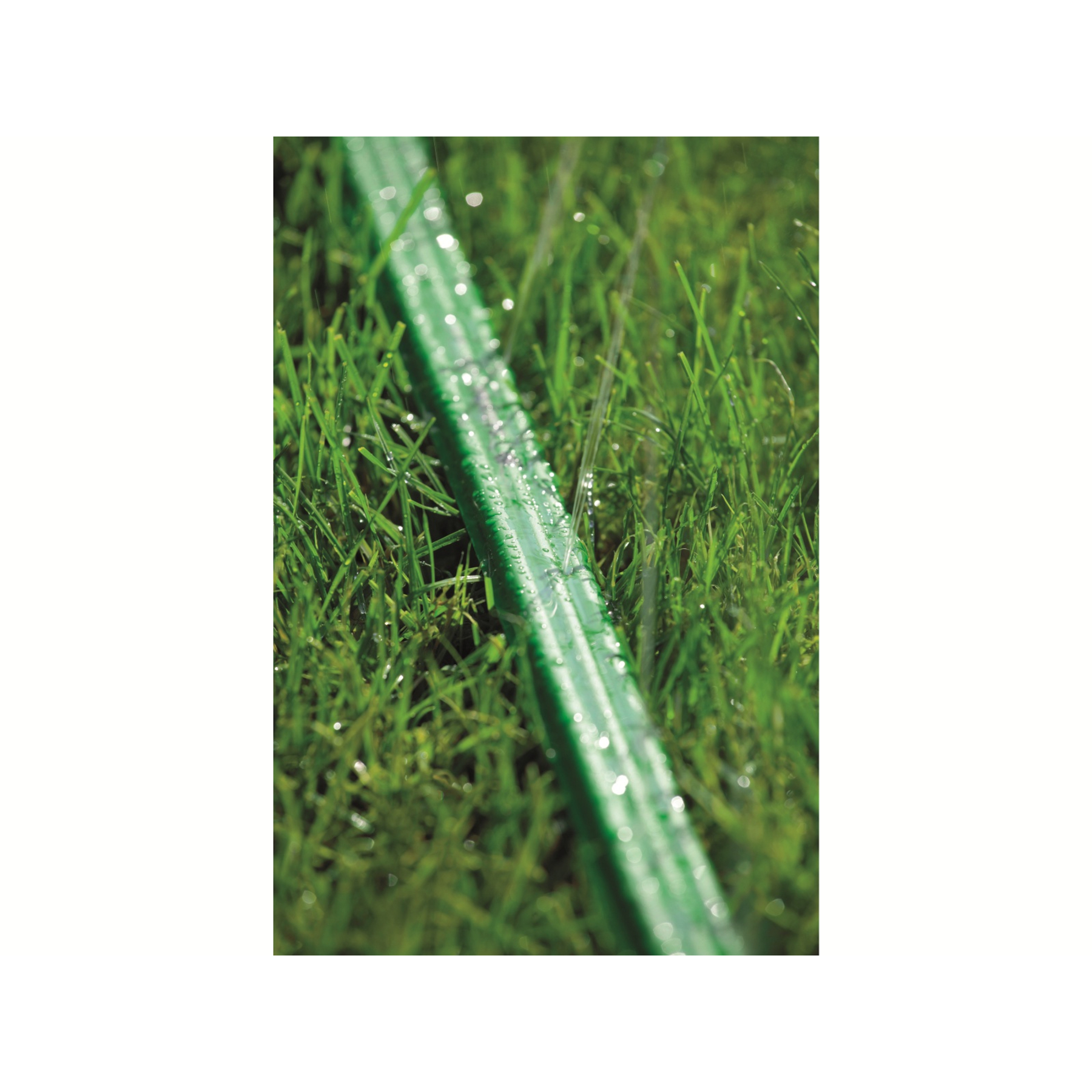 Ein grüner Gartenschlauch liegt auf grünem Gras mit Wassertropfen auf dem Schlauch. Tageszeit.