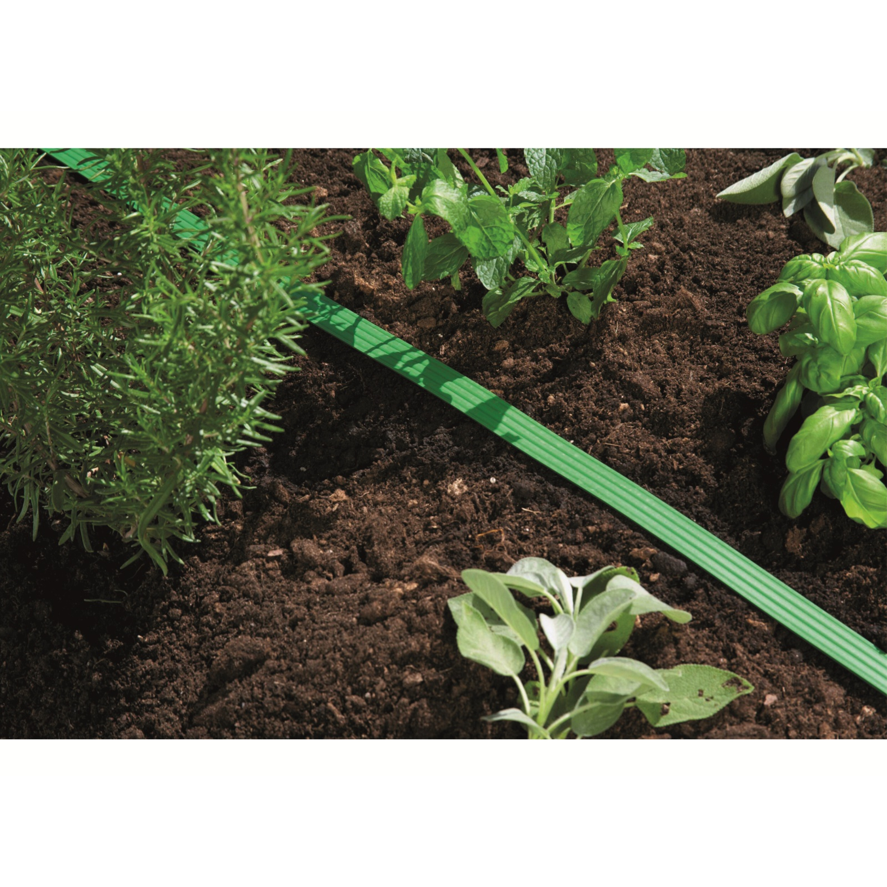 Grüner Gartenschlauch liegt auf Erde, umgeben von Pflanzen. Tageszeit. Der Schlauch ist flach.