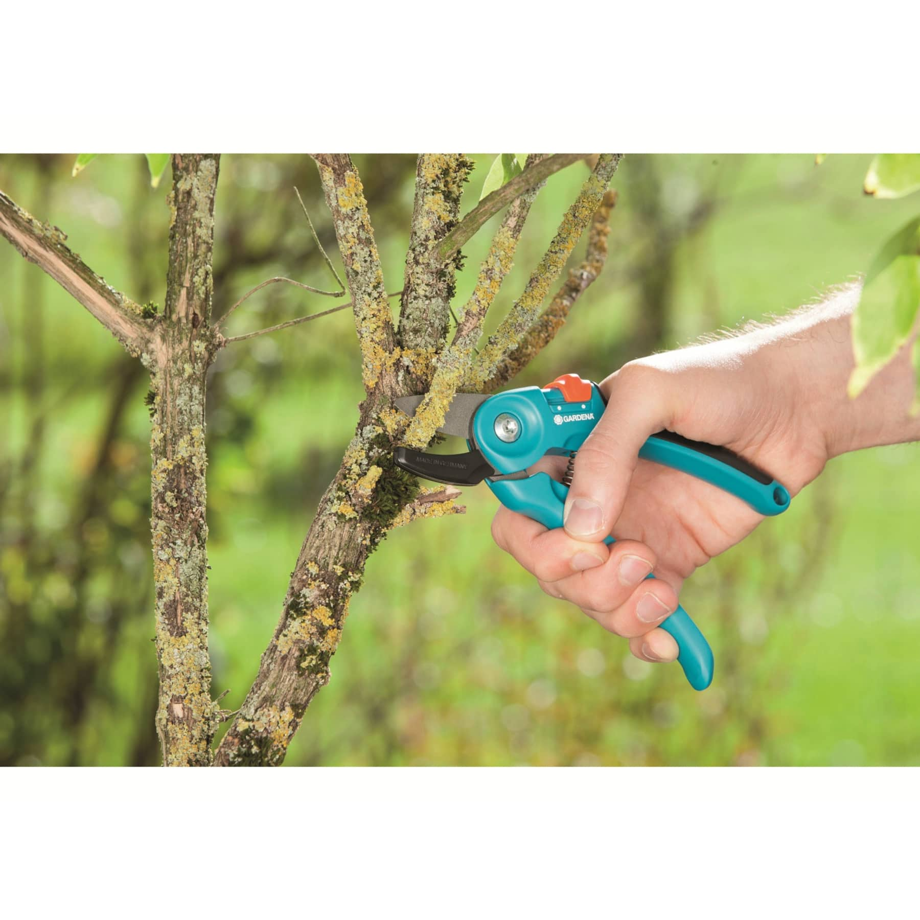 Eine Hand, die eine türkisfarbene Gartenschere hält und damit einen Ast von einem Baum abschneidet.