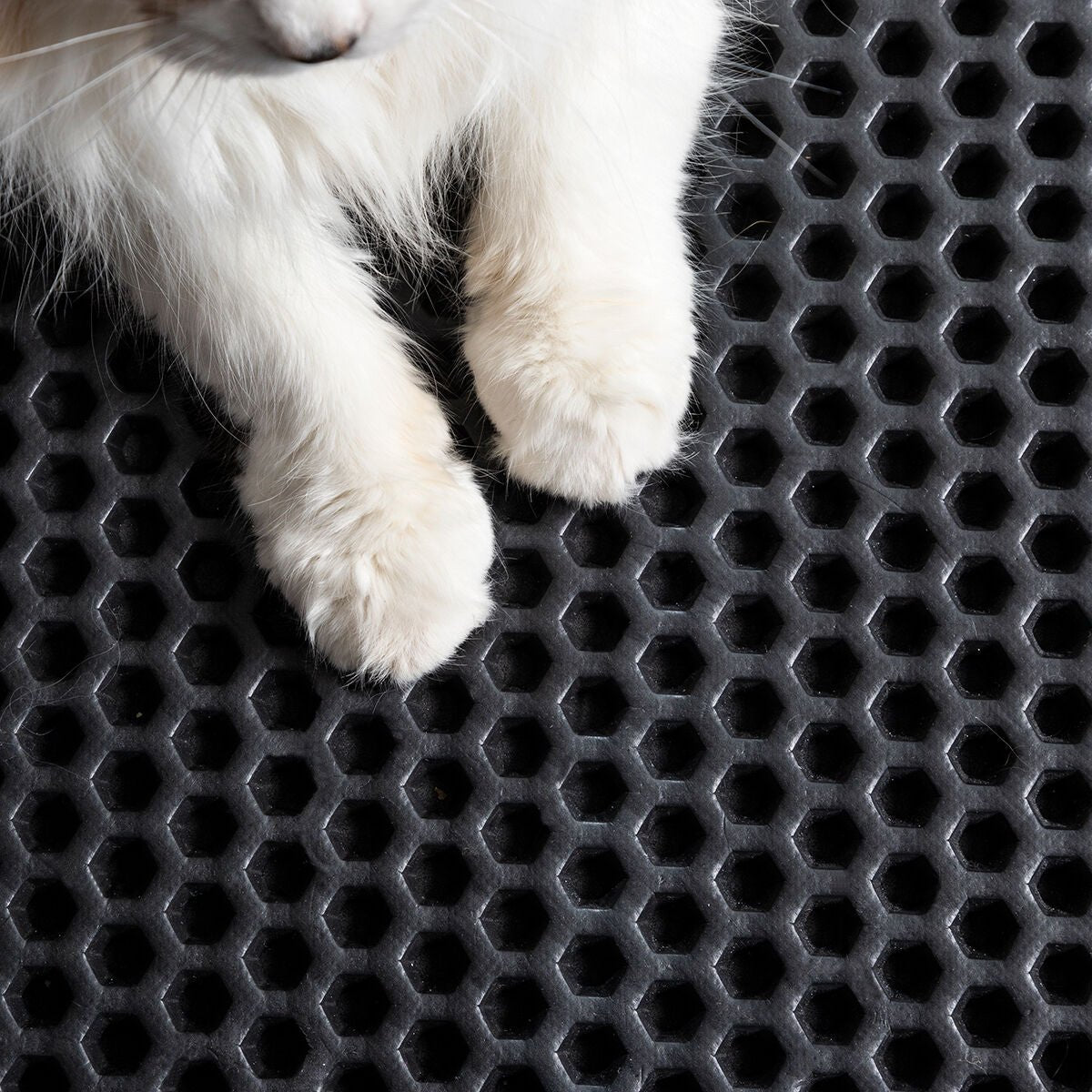 Primer plano de patas de gato blanco sobre una alfombra negra con patrón de panal, destacando la textura y el diseño.
