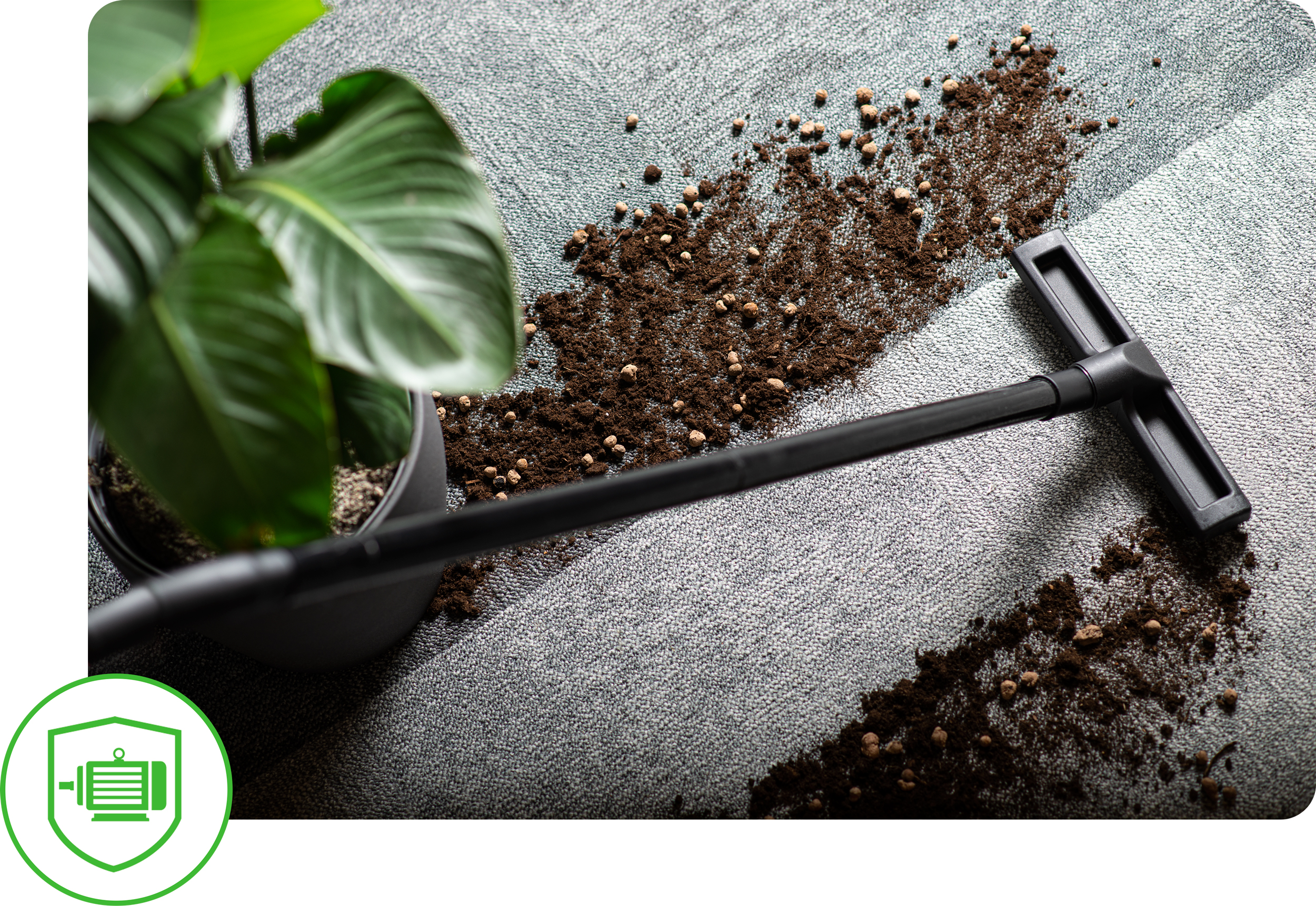 Czarna rura odkurzacza czyści brud z szarego dywanu obok zielonej rośliny doniczkowej.