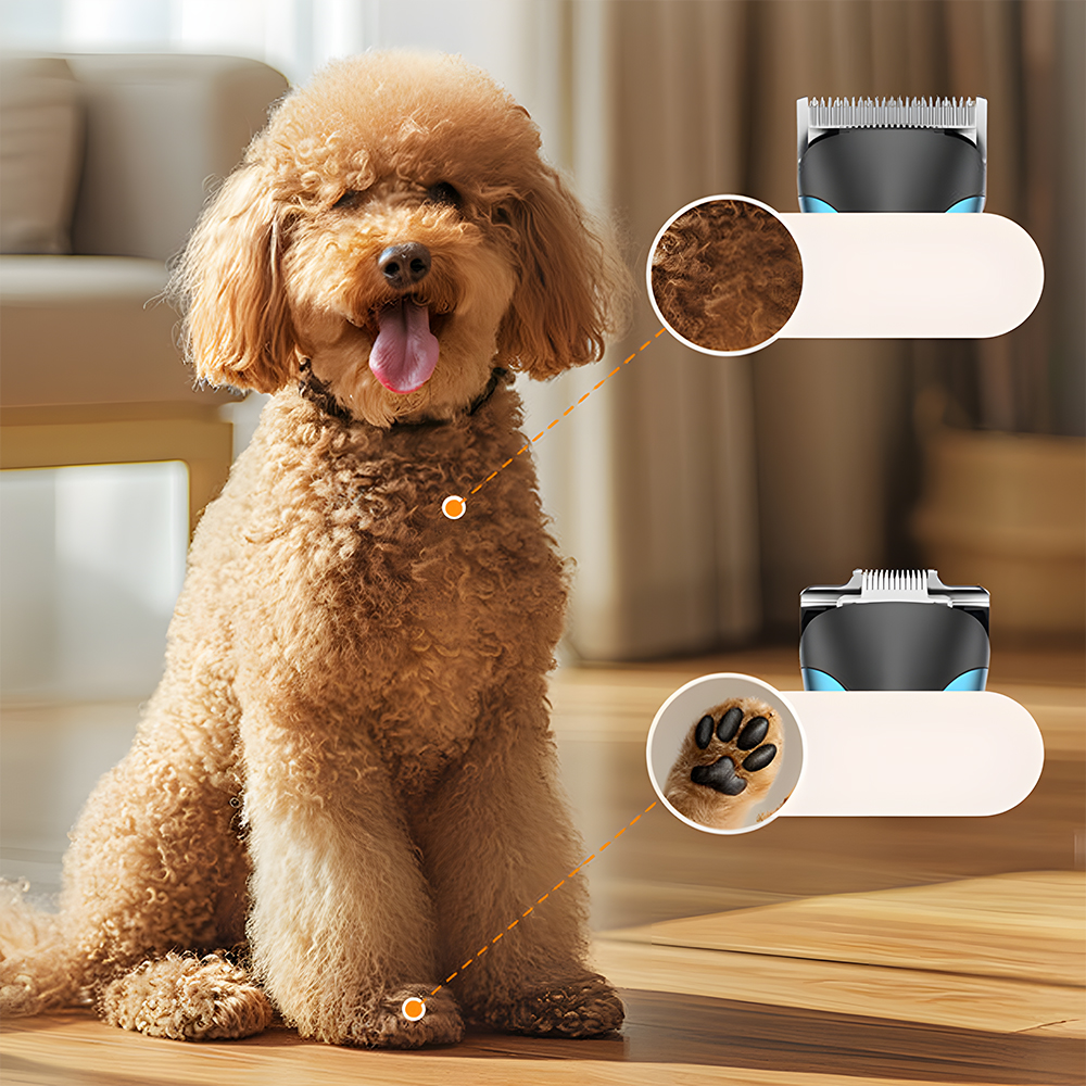 Złoty pudel siedzi z wyciągniętym językiem, diagramy podkreślają punkty pielęgnacji i narzędzia.