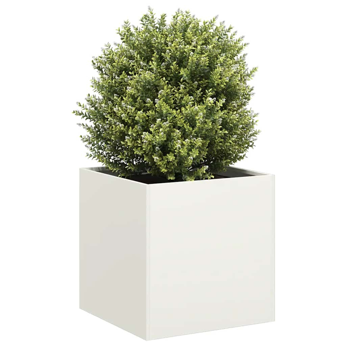 Una fioriera quadrata bianca contenente un cespuglio sferico verde. La scatola ha un design semplice e pulito.
