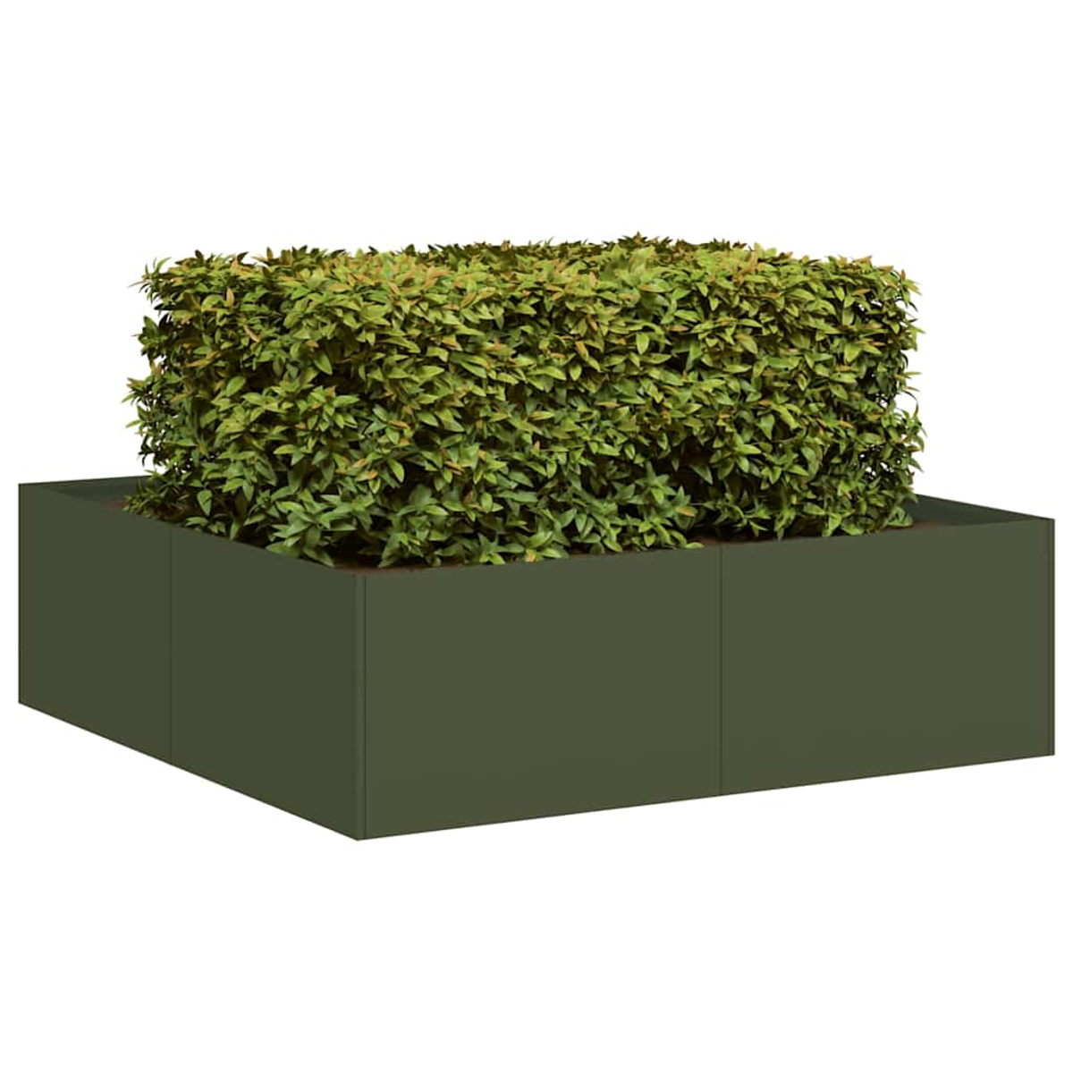 Fioriera quadrata verde oliva riempita con un arbusto verde su sfondo bianco, vista prospettica.