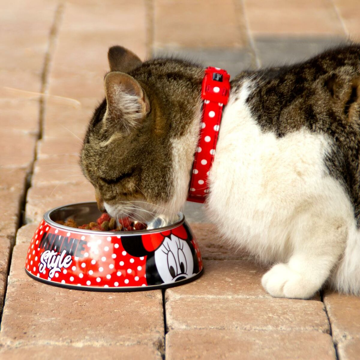 Un gatto sta mangiando da una ciotola rossa e bianca a pois con un design di Minnie Mouse.