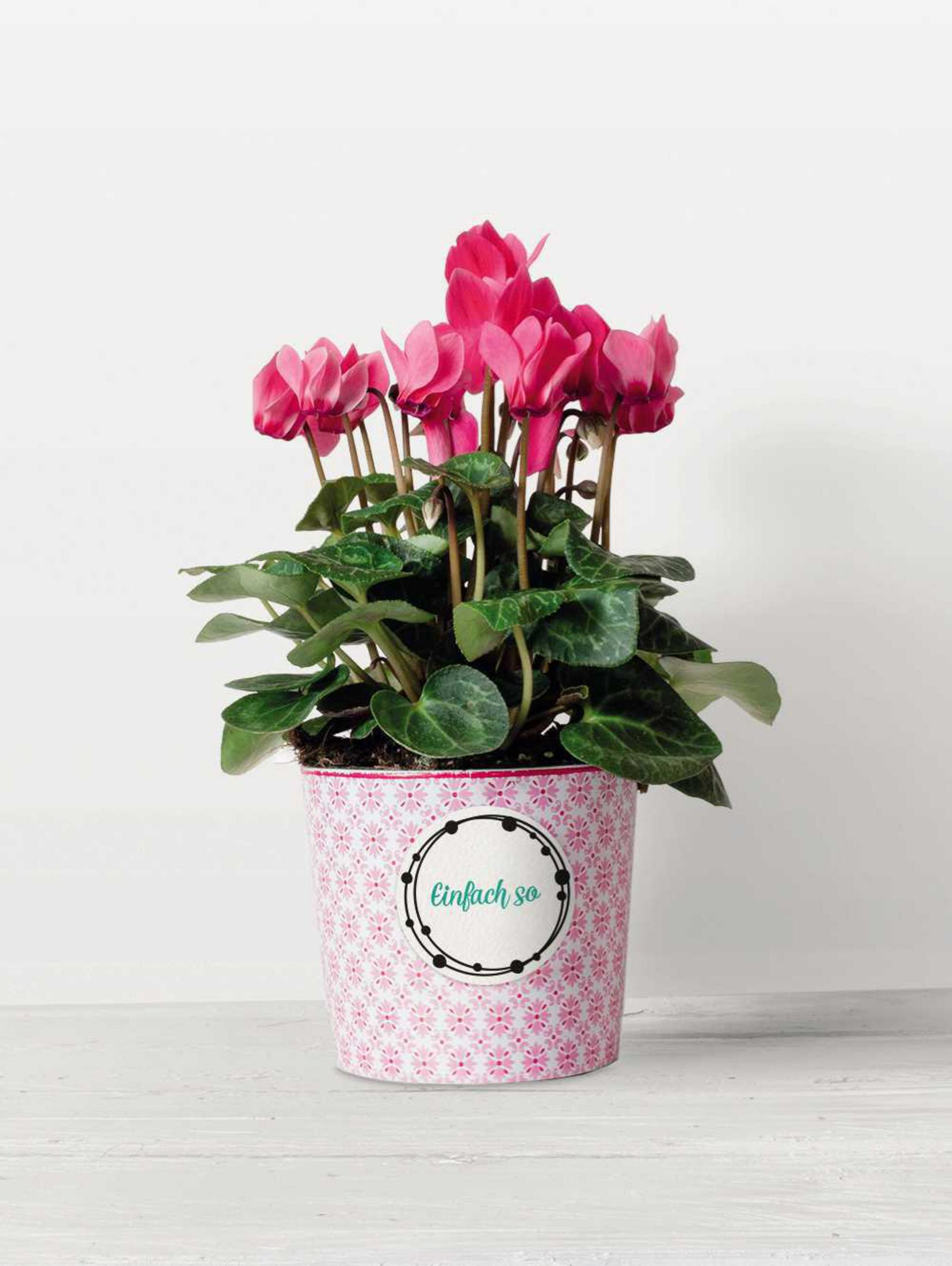 Eine rosa Alpenveilchenpflanze in einem rosa gemusterten Topf vor weißem Hintergrund.