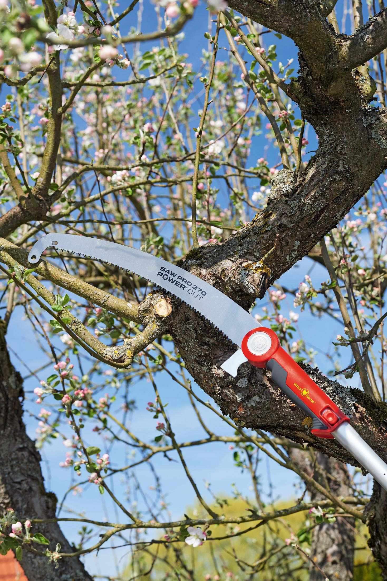 Eine Handsäge schneidet einen Ast an einem Baum mit rosa und weißen Blüten vor blauem Himmel.