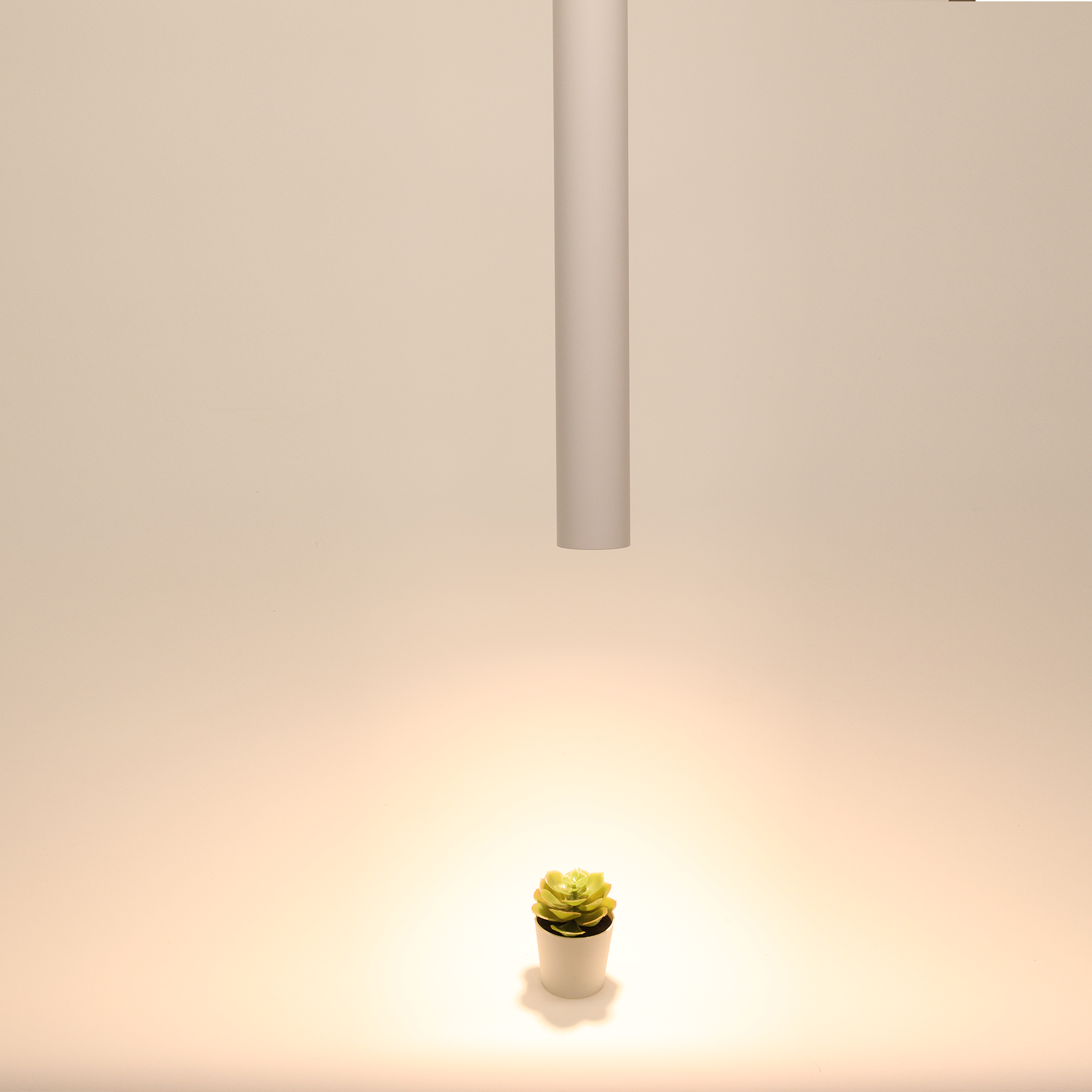 Una pequeña suculenta se encuentra bajo una lámpara colgante cilíndrica blanca, creando una muestra enfocada de luz y naturaleza.