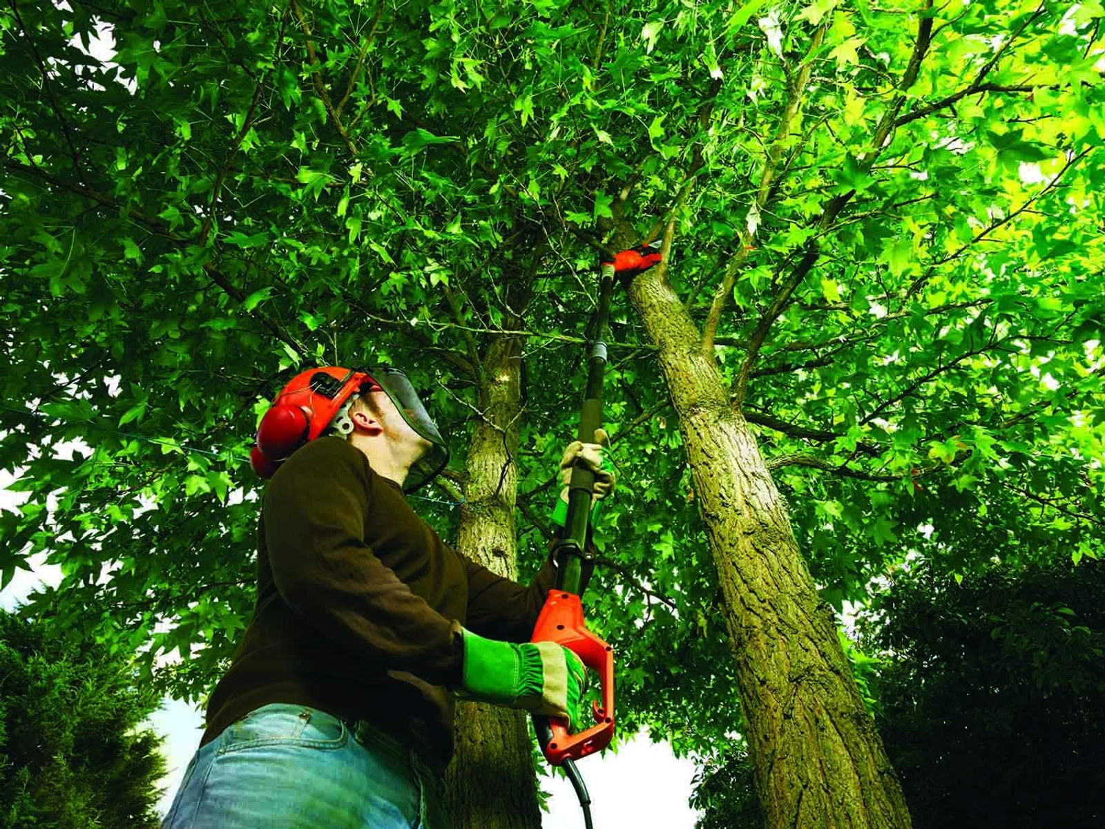 Osoba w kasku używa piły na wysięgniku do cięcia gałęzi drzewa od dołu.
