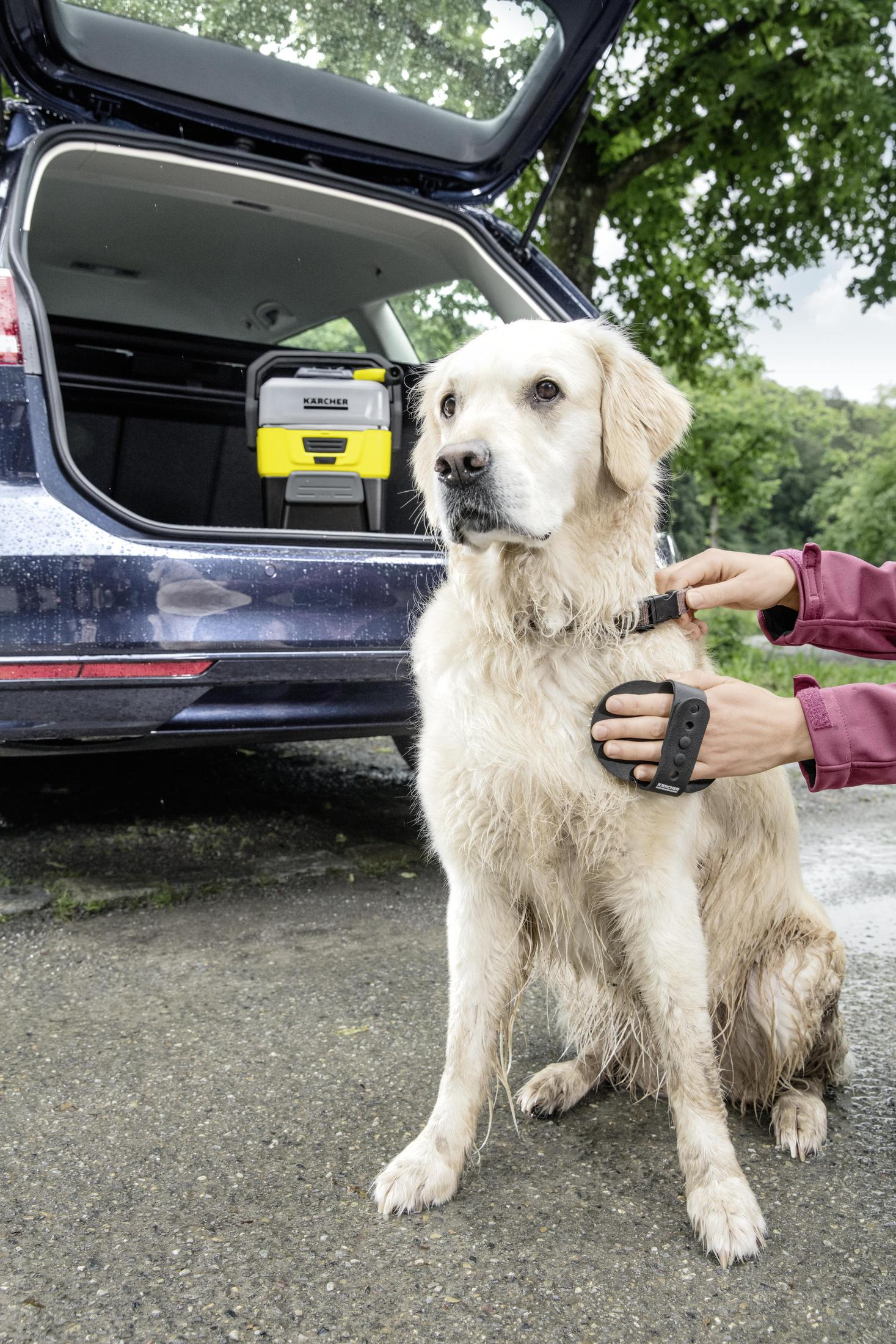 Un golden retriever è seduto mentre qualcuno gli aggiusta il collare vicino a un'auto con un dispositivo di pulizia nel bagagliaio.