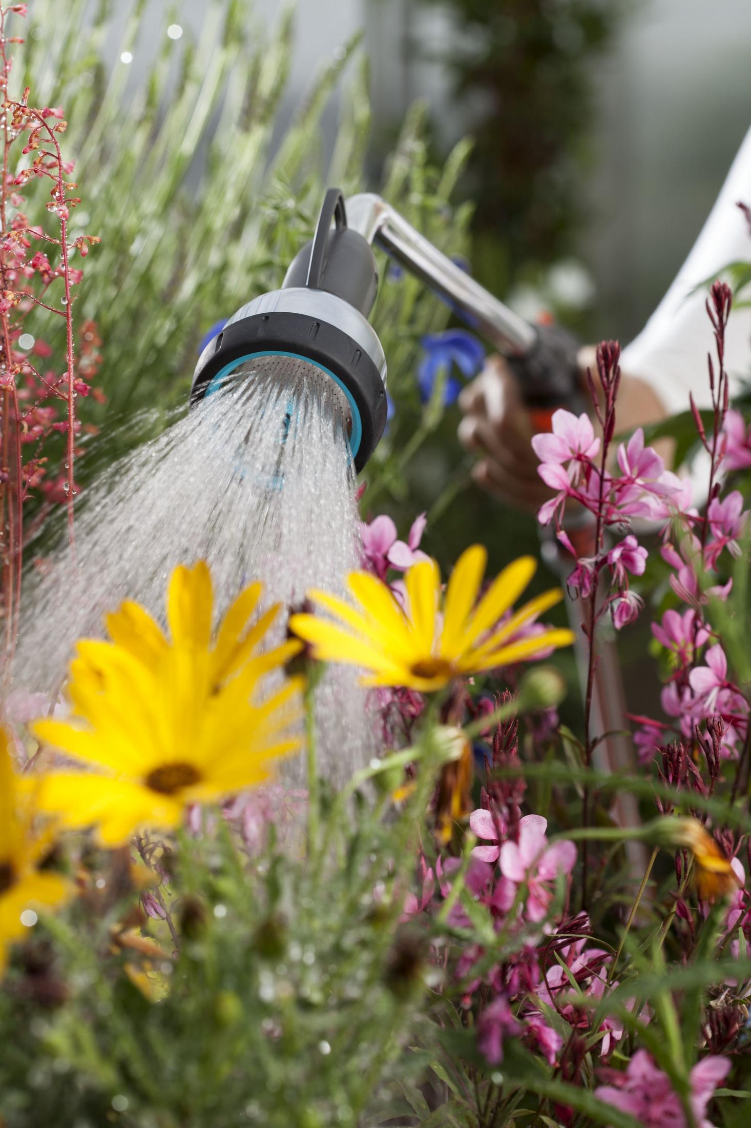 Wasser strömt aus einer Gartenschlauchdüse auf gelbe und rosa Blumen.