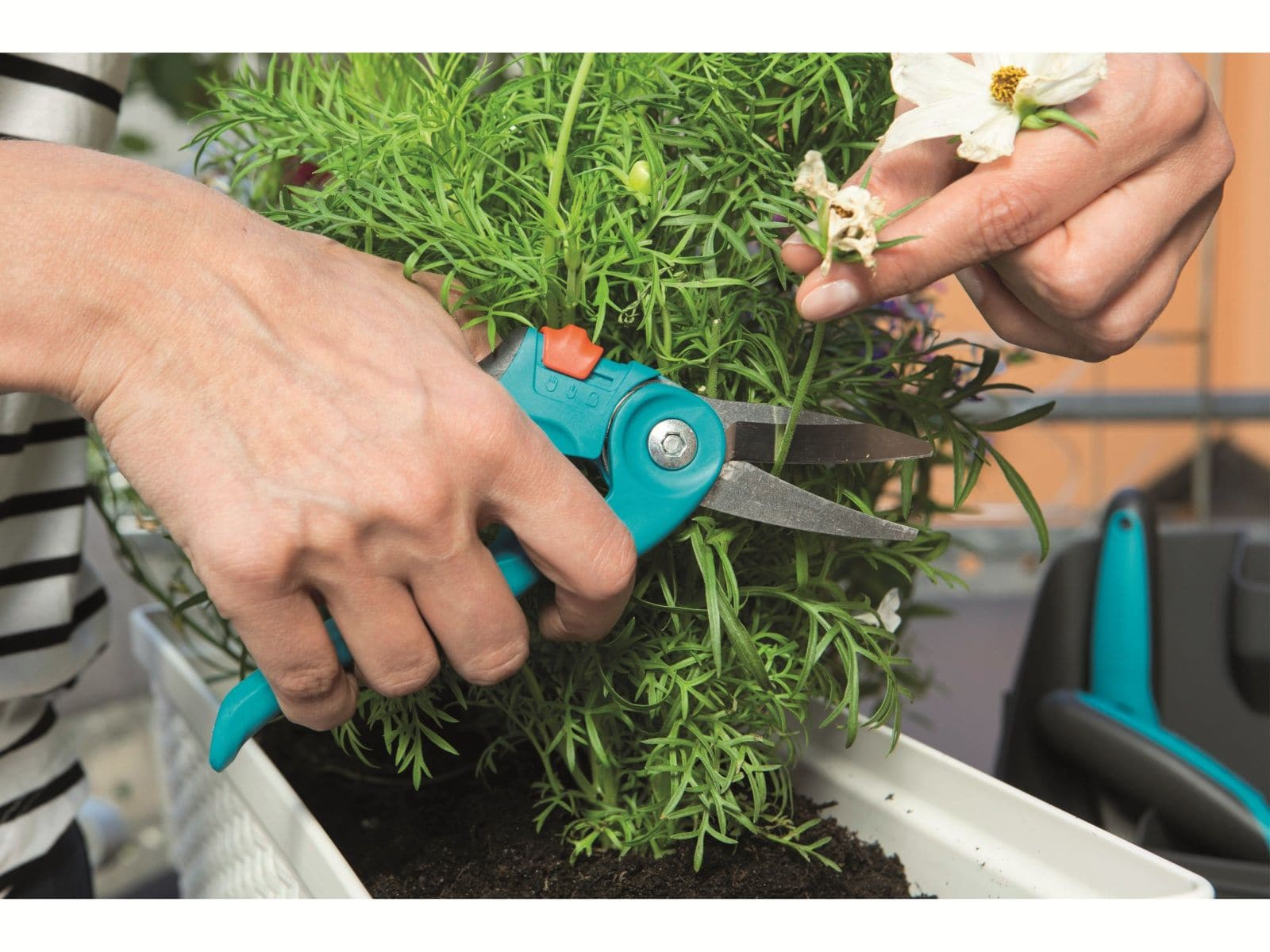 Eine Person benutzt blau-schwarze Gartenscheren, um eine Pflanze in einem weißen Topf zu schneiden.