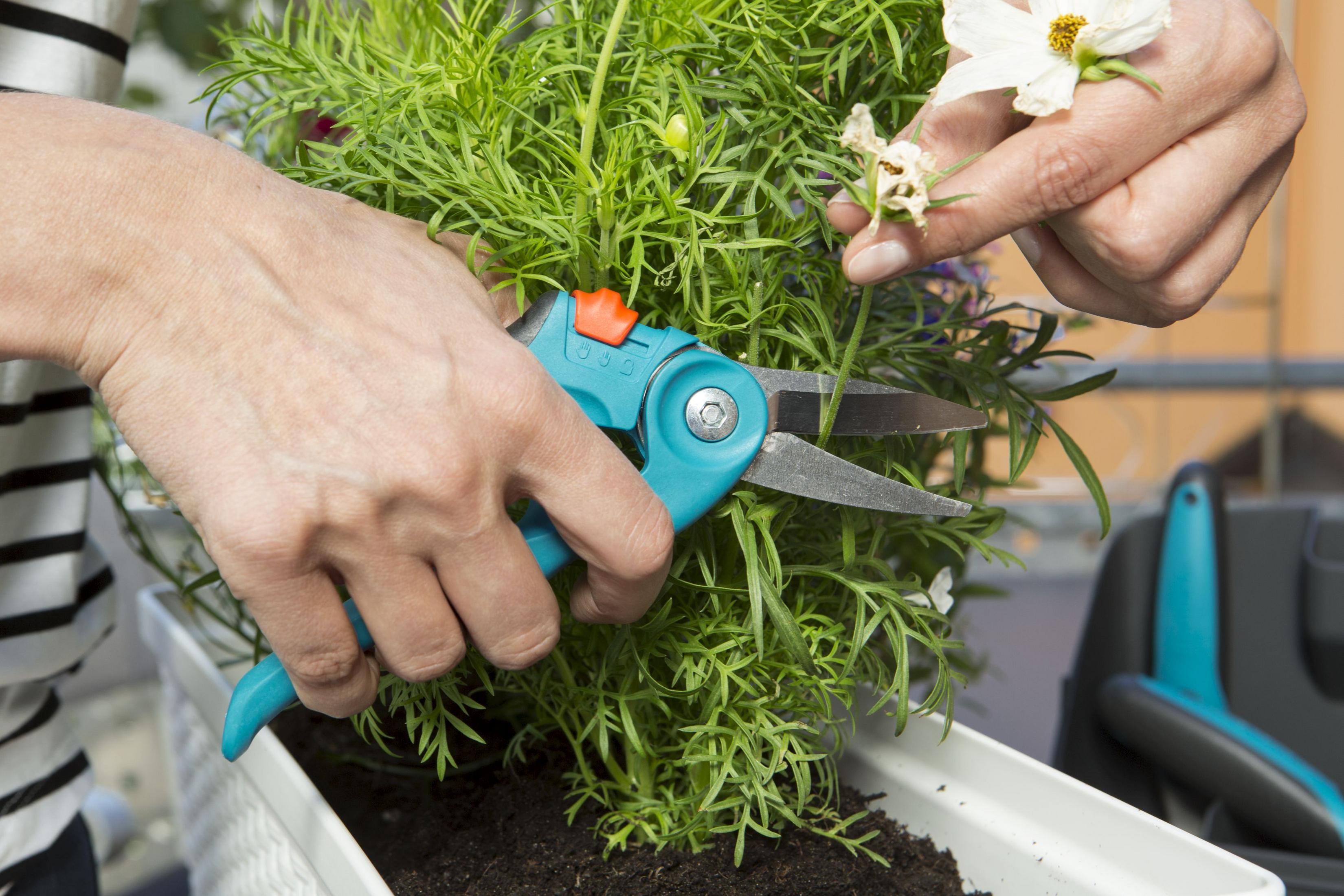 Eine Person schneidet eine Pflanze mit blau-schwarzen Gartenscheren auf einem Balkon.