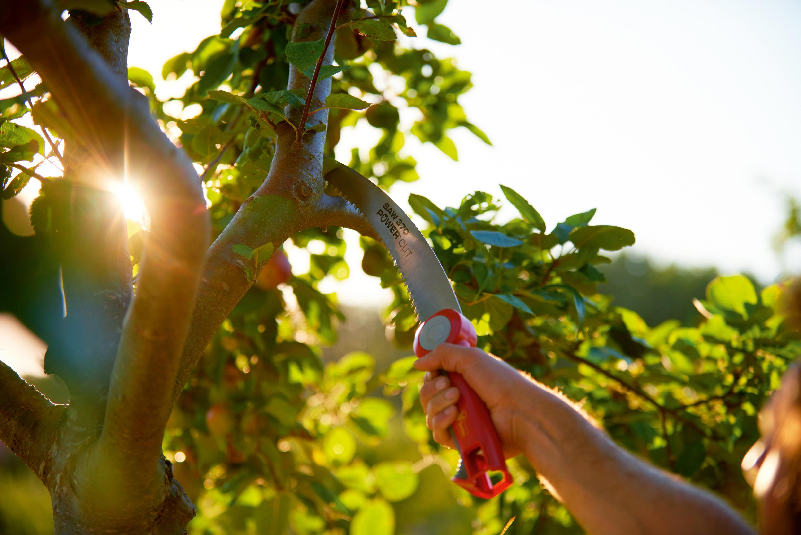 Eine Hand, die eine rot-silberne Säge benutzt, um einen Ast an einem Baum zu schneiden, mit Sonnenlicht.