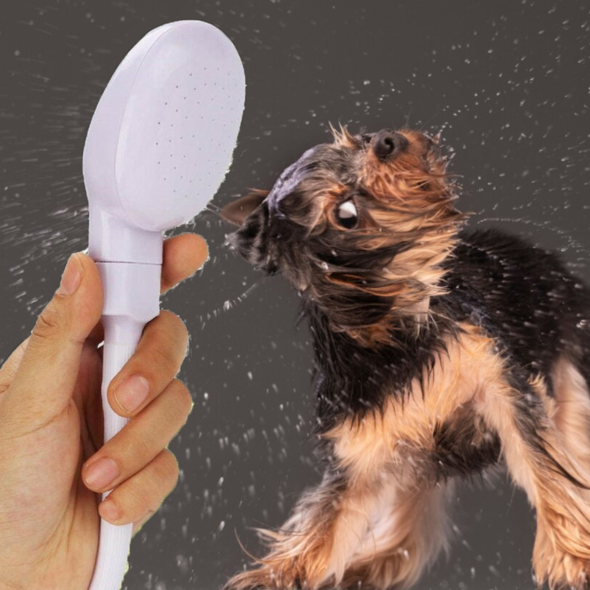 Ein kleiner Hund wird mit Wasser aus einem weißen Duschkopf besprüht. Der Hund schüttelt den Kopf. Grauer Hintergrund.
