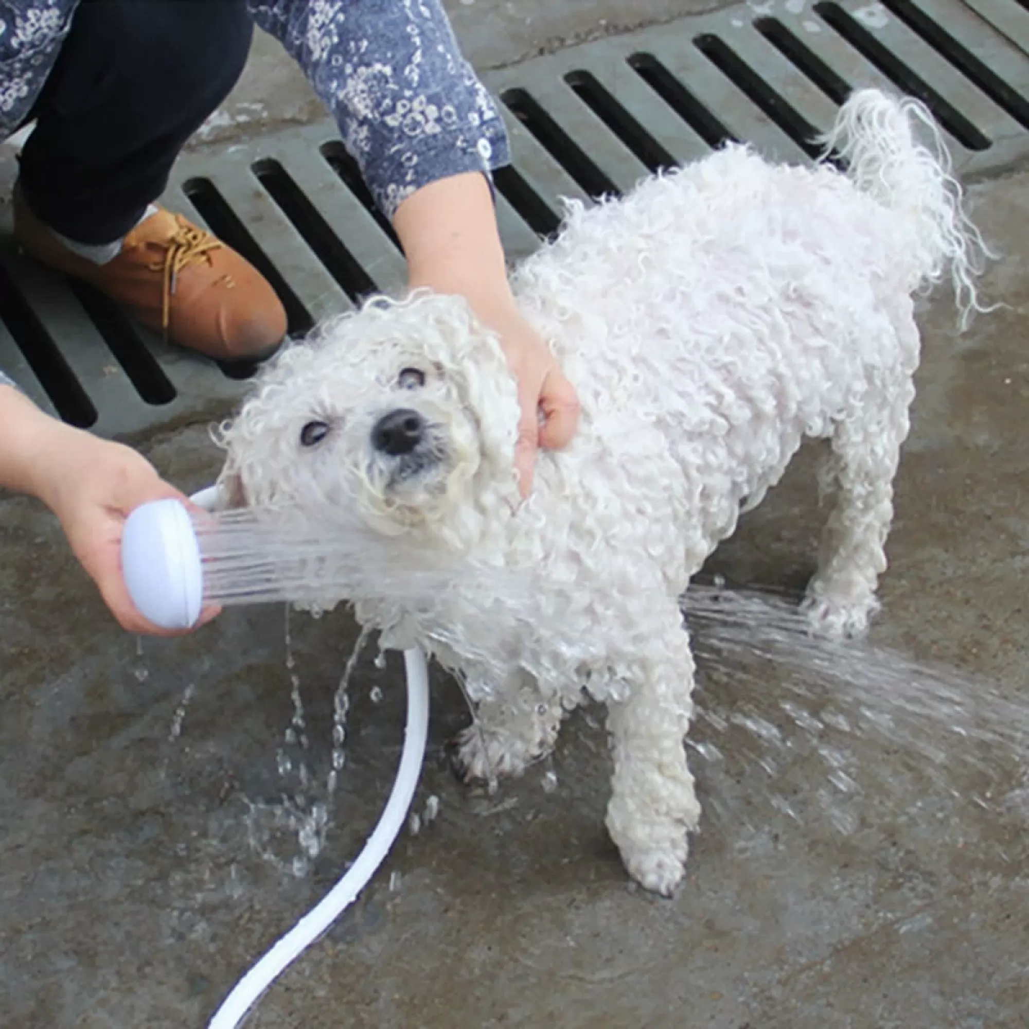 Eine Person badet einen Hund mit einem Duschkopf. Der Hund ist weiß und lockig.