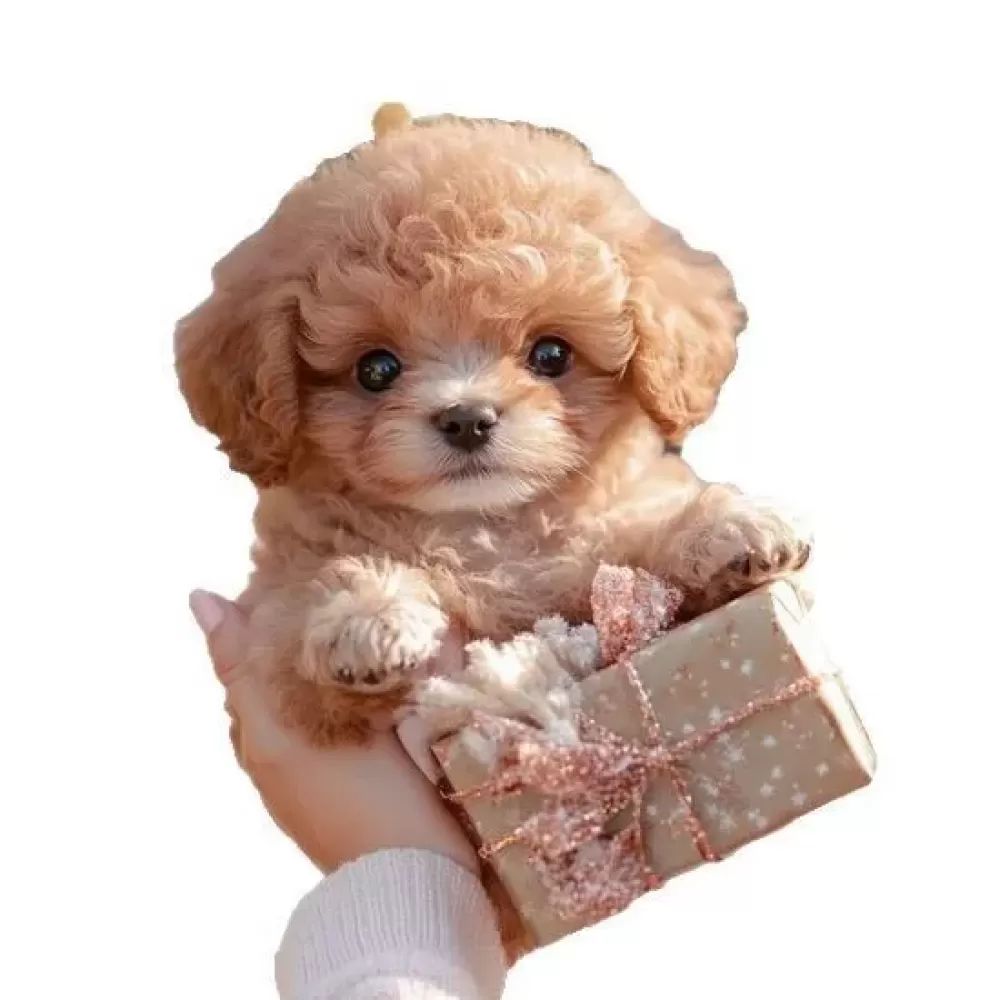 Ein kleiner Hund wird gehalten, mit einer Geschenkbox in den Pfoten. Nahaufnahme vor weißem Hintergrund.