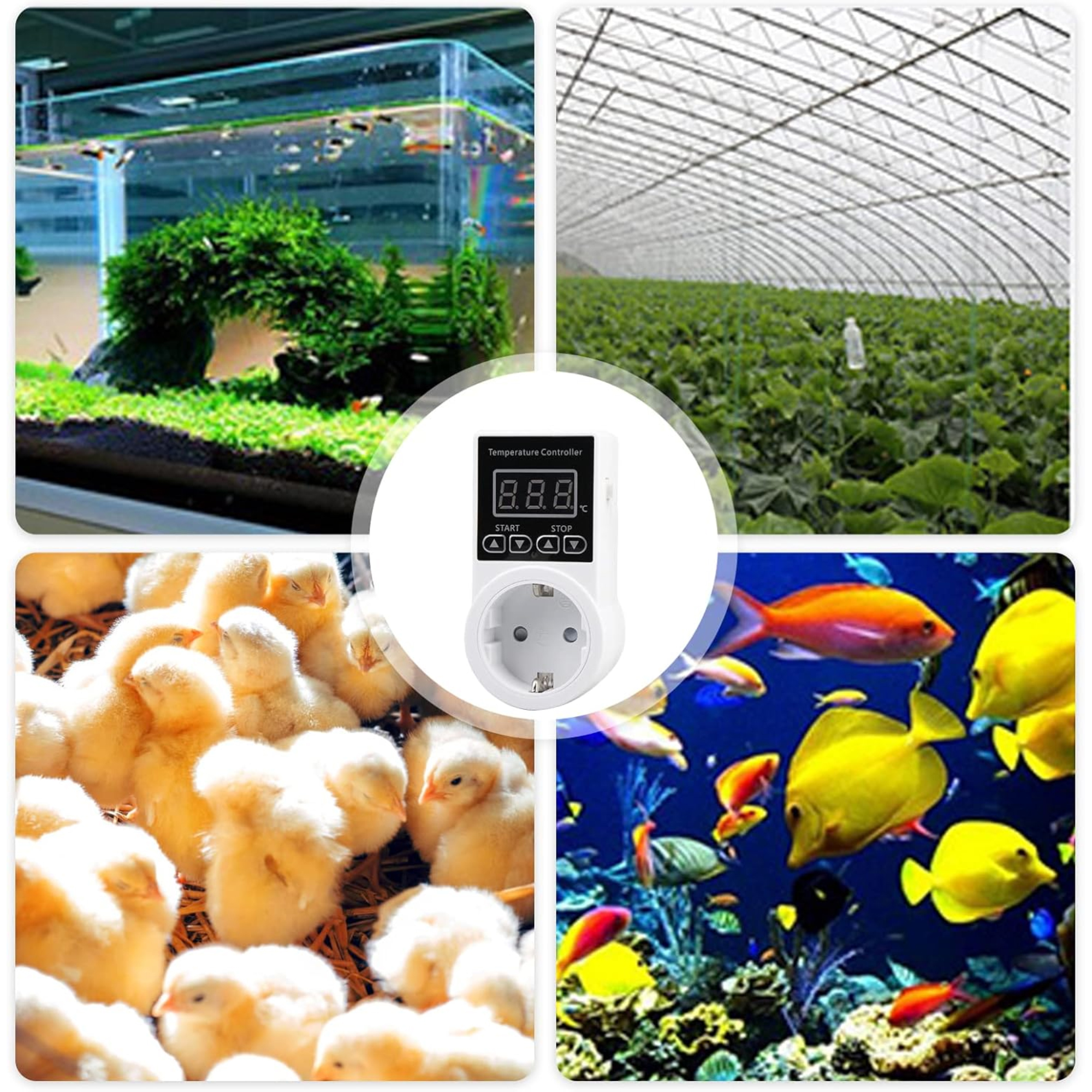 Eine Collage aus vier Bildern: Aquarium, Gewächshaus, Küken und bunte Fische im Wasser.