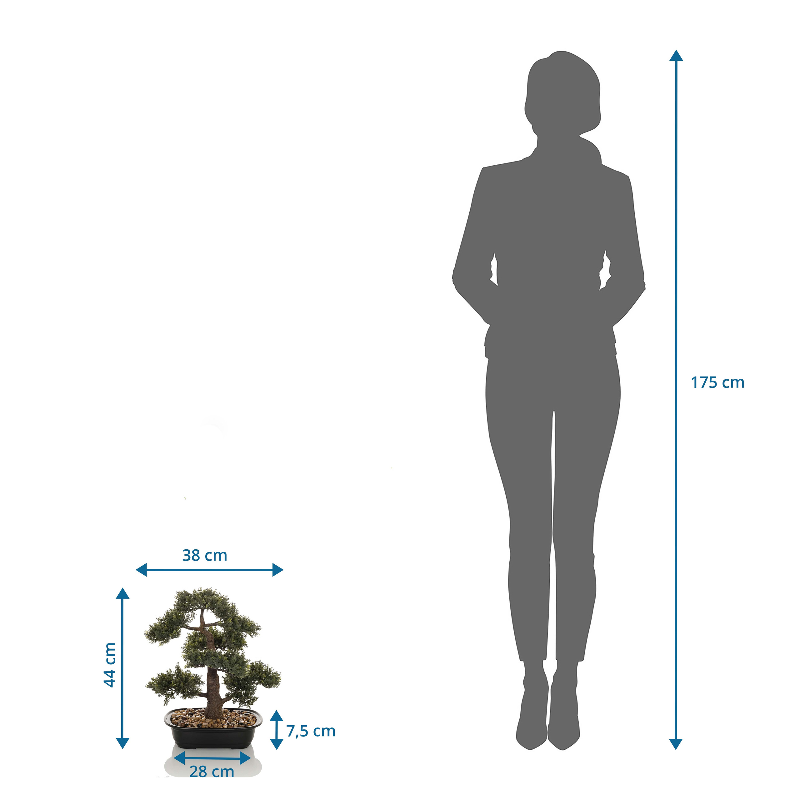 Ein Bonsai-Baum in einem schwarzen Topf neben einer Person. Abmessungen werden gezeigt. Hintergrund ist weiß.