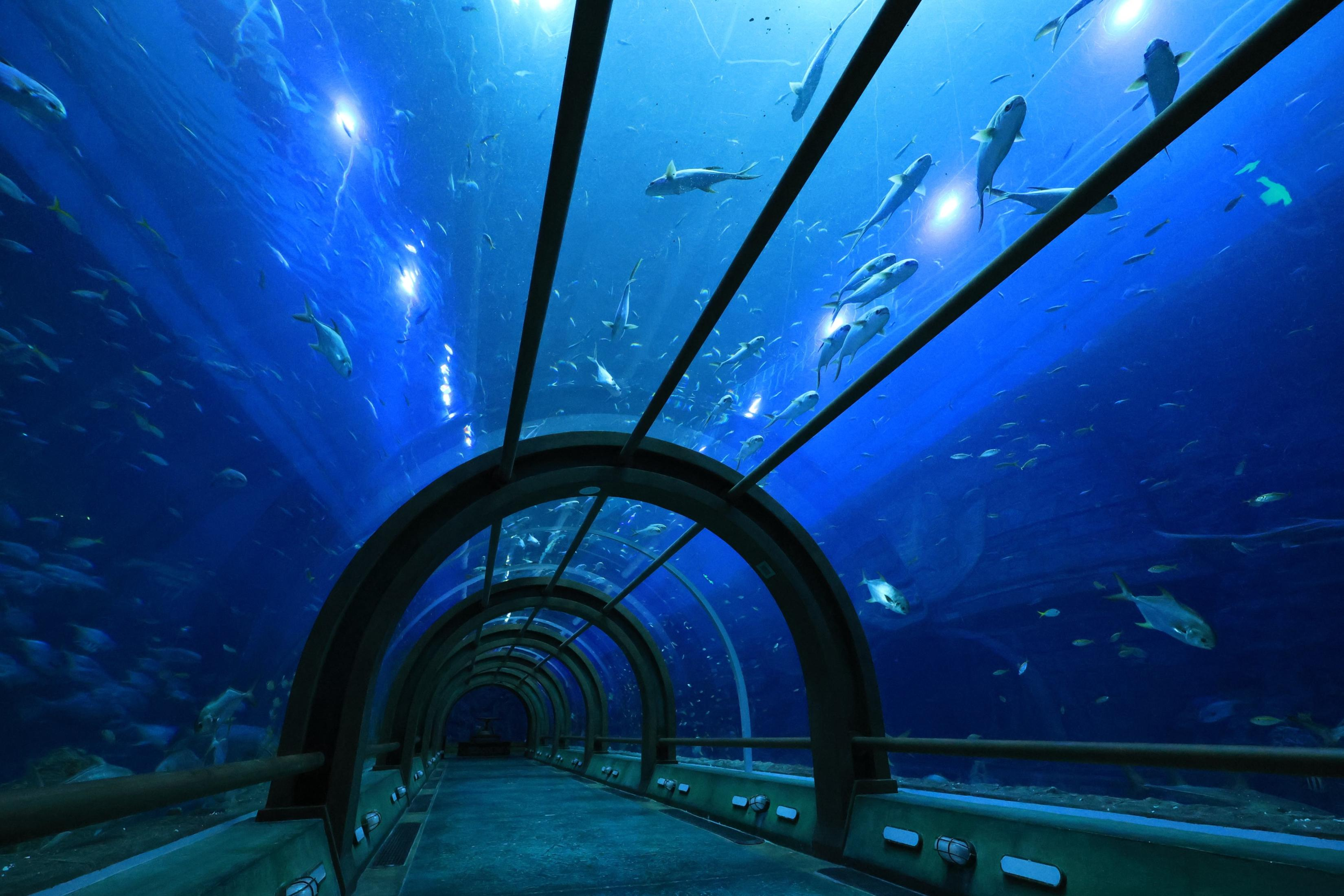 Ein Unterwassertunnel mit Fischen, die sich in einer blauen Umgebung bewegen, mit gewölbter Glasdecke.
