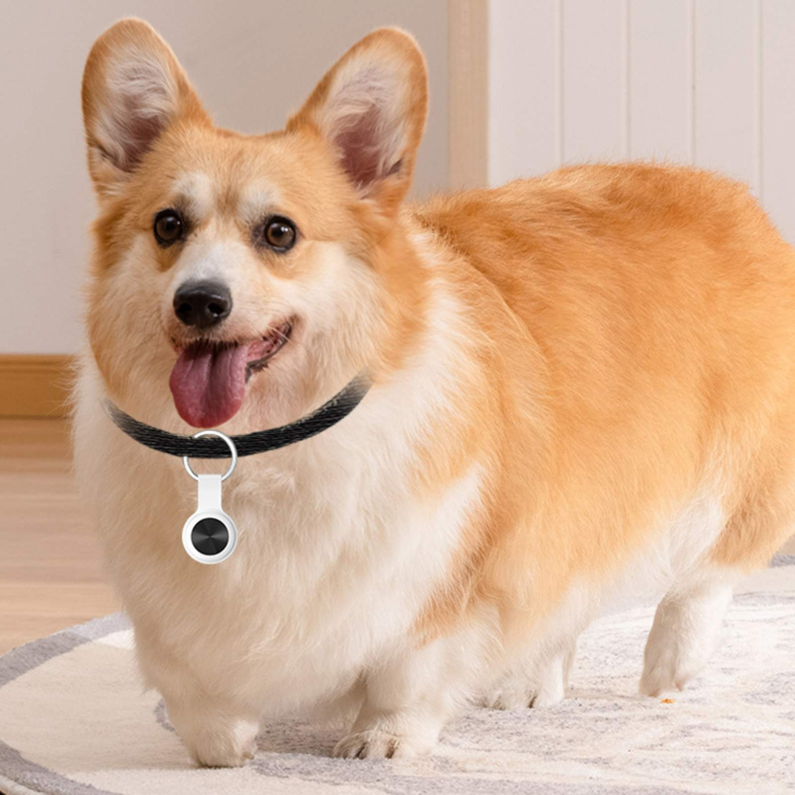 Ein Corgi-Hund trägt ein schwarzes Halsband mit einem AirTag. Der Hund liegt auf einem Teppich.