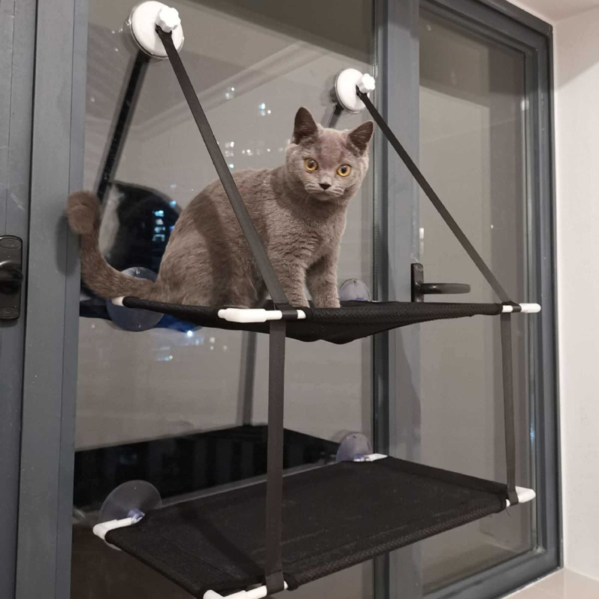 Eine graue Katze sitzt auf einem am Fenster montierten Katzenbett und schaut in die Kamera.