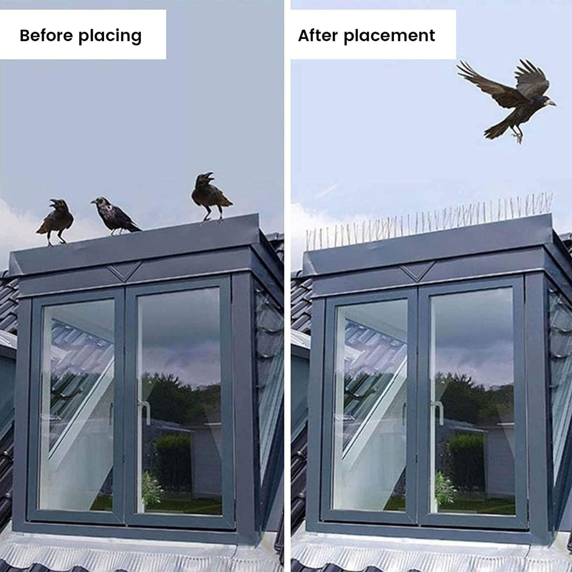 Bildvergleich, der Vögel auf einem Dach vor und nach der Anbringung von Vogelschutzspitzen zeigt. Eine Krähe fliegt weg.