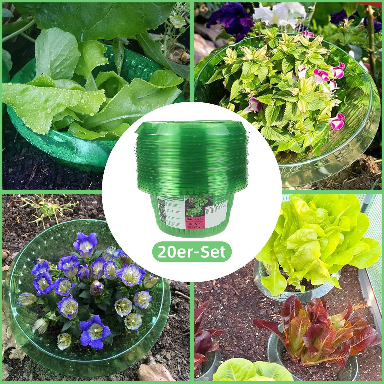 Mehrere grüne Pflanzenschützer mit Pflanzen, darunter Salat und andere Blumen.