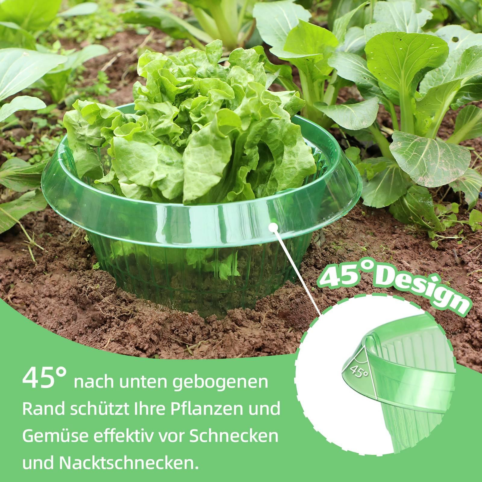 Grüner Pflanzenschutz im Garten mit Salat. 45-Grad-Winkel schützt Pflanzen vor Schnecken.