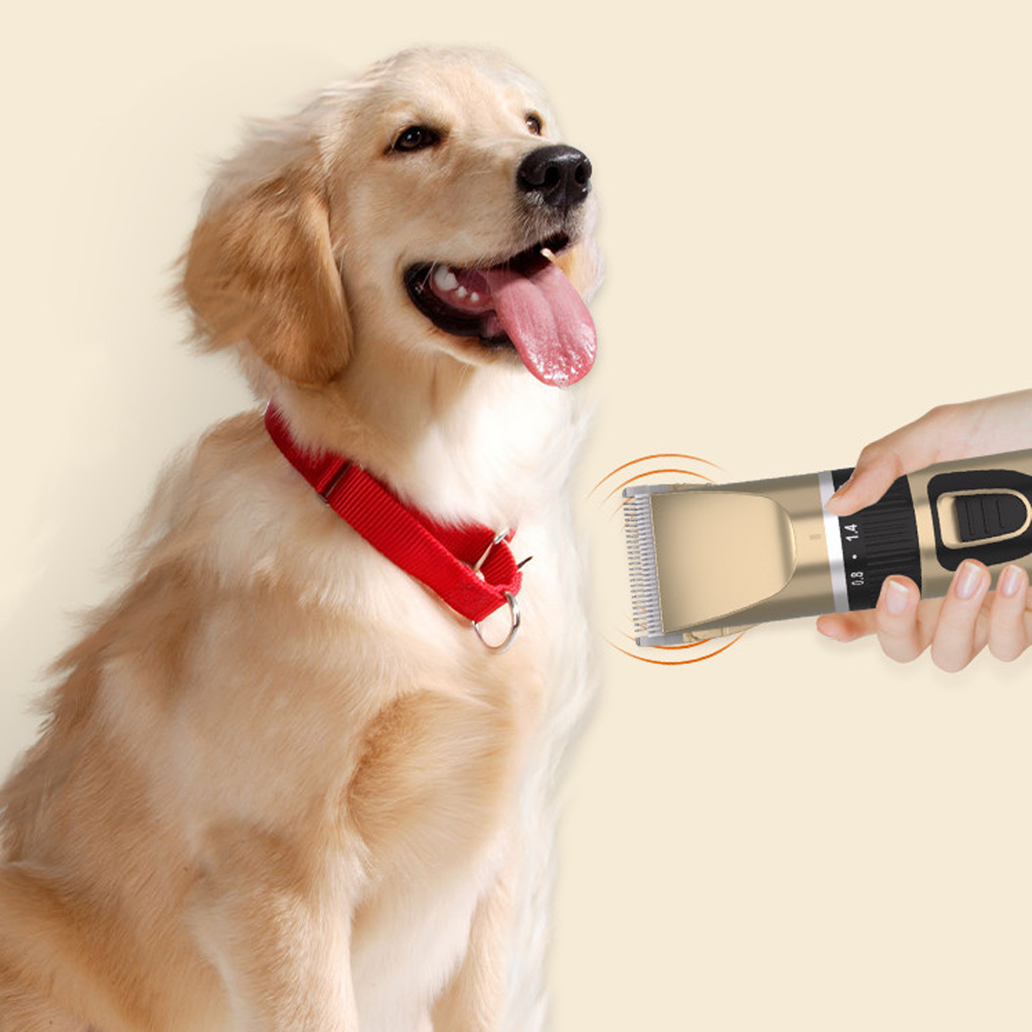 Golden Retriever, der mit einem Haarschneider gepflegt wird.