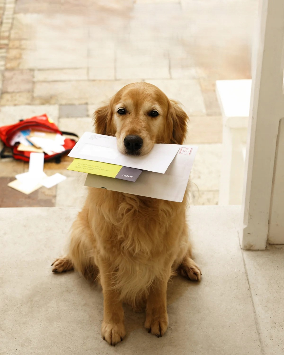 Golden retriever siedzi z pocztą w pysku na schodach w pobliżu czerwonej torby.