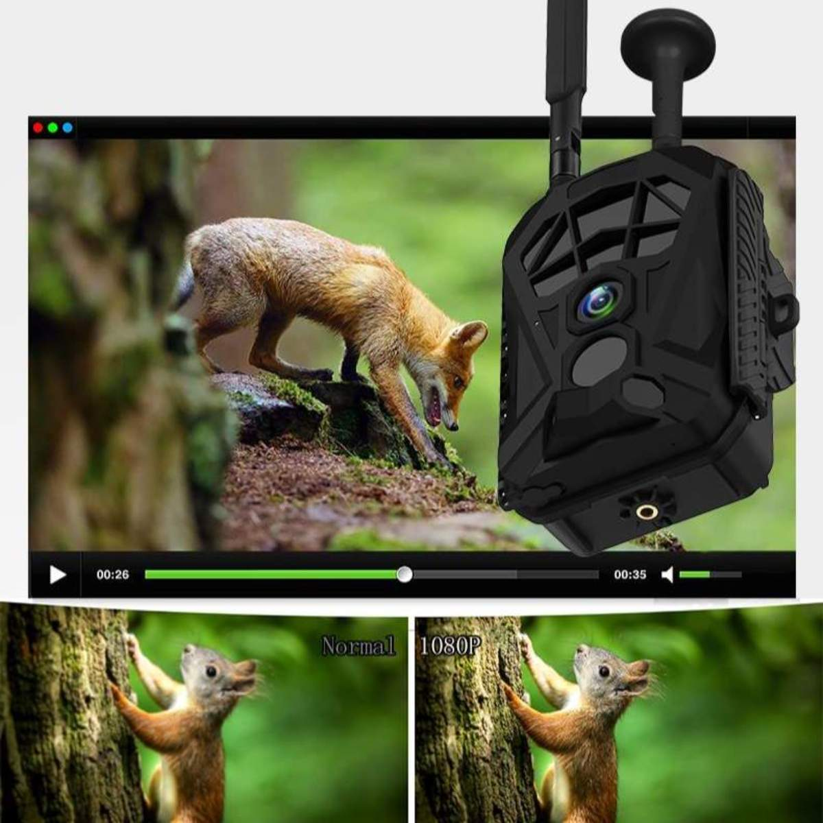 Bildschirm zeigt Videoaufnahmen eines Fuchses in der Nähe eines Baumes. Wildkamera rechts, mit Normal-/1080P-Vergleichen.