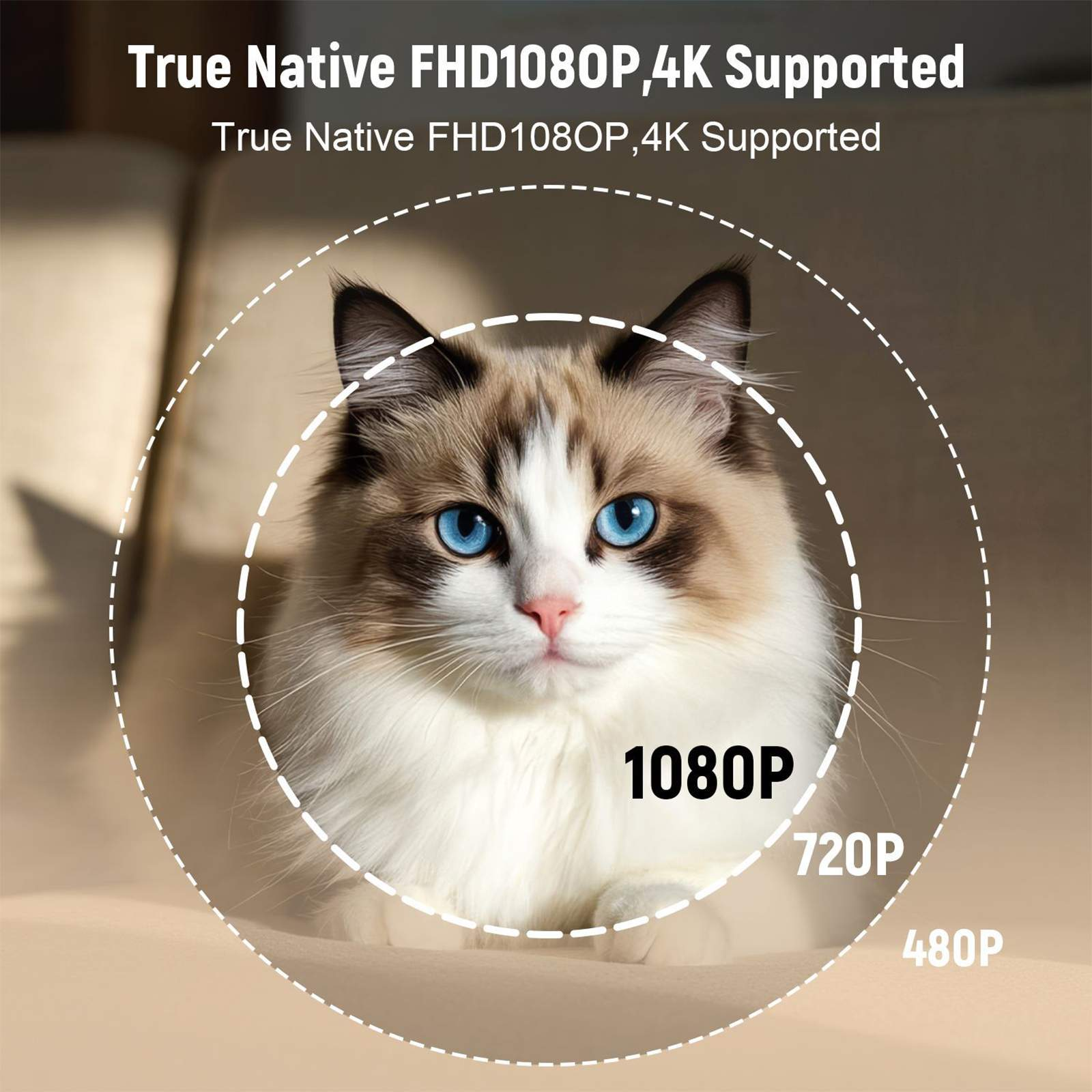 Eine Katze mit blauen Augen steht im Mittelpunkt des Bildes. Sie ist von weißen, gepunkteten Kreisen umgeben.