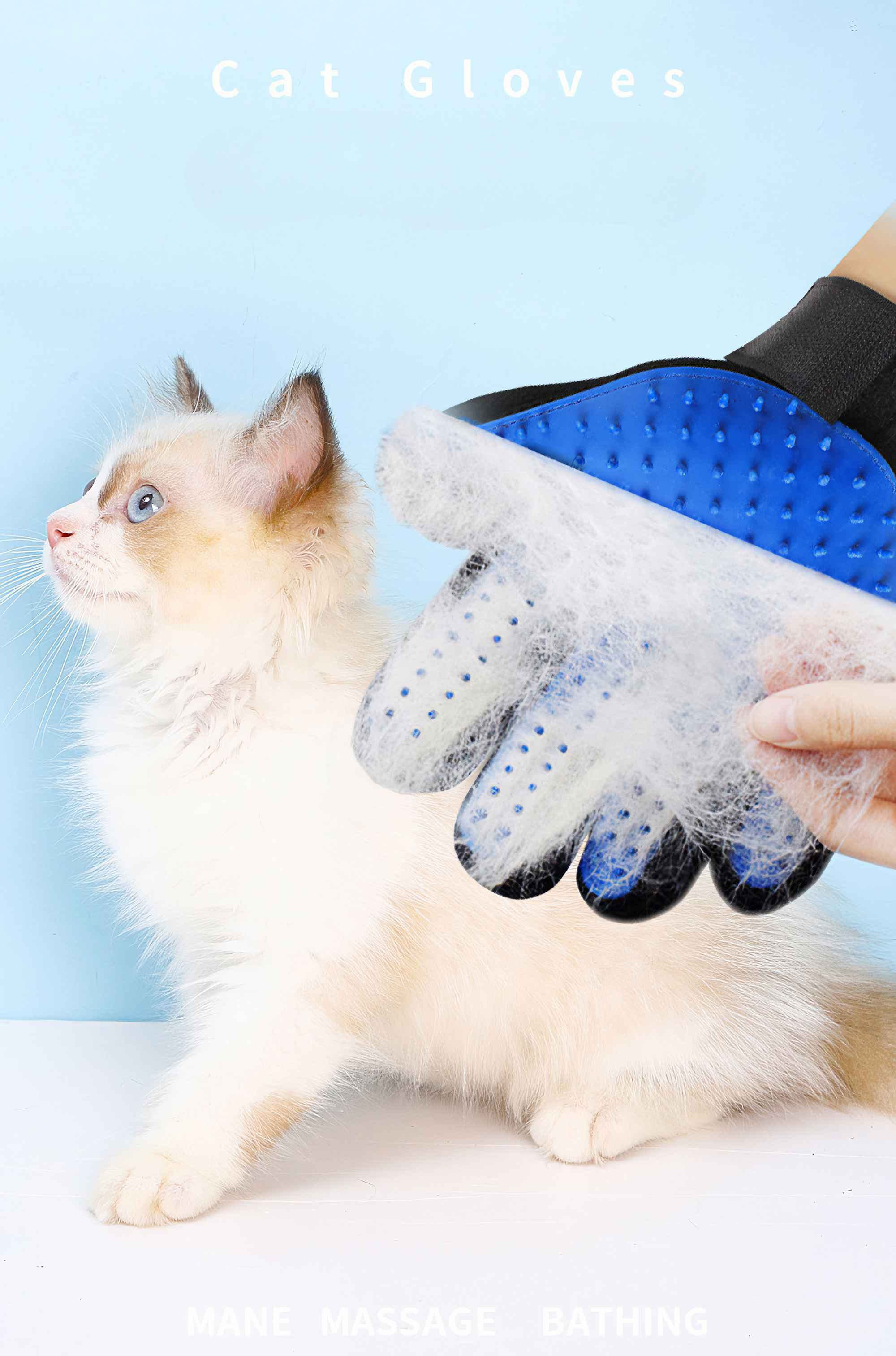 Eine weiße und cremefarbene Katze wird mit einem blauen Handschuh auf hellblauem Grund gepflegt.