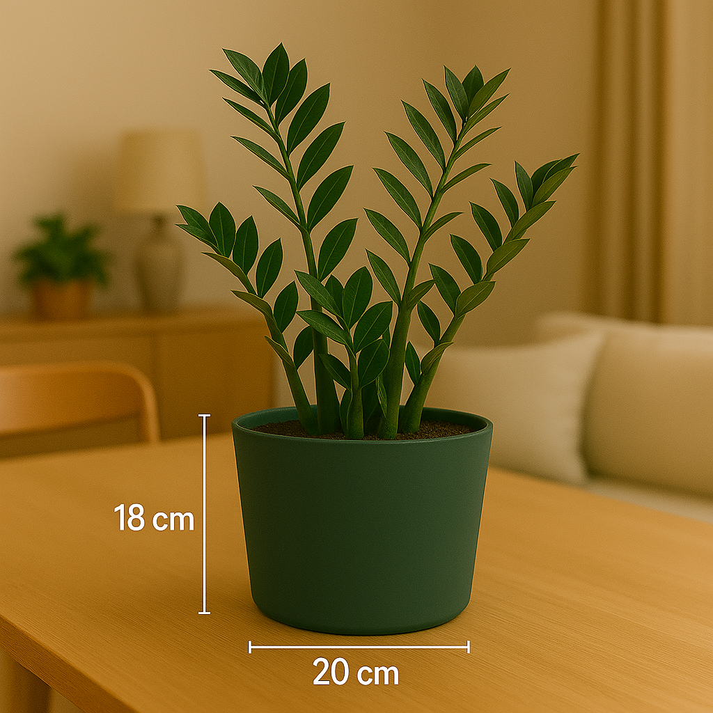 Een ZZ-plant in een donkergroene pot staat op een houten tafel in een gezellige kamer.