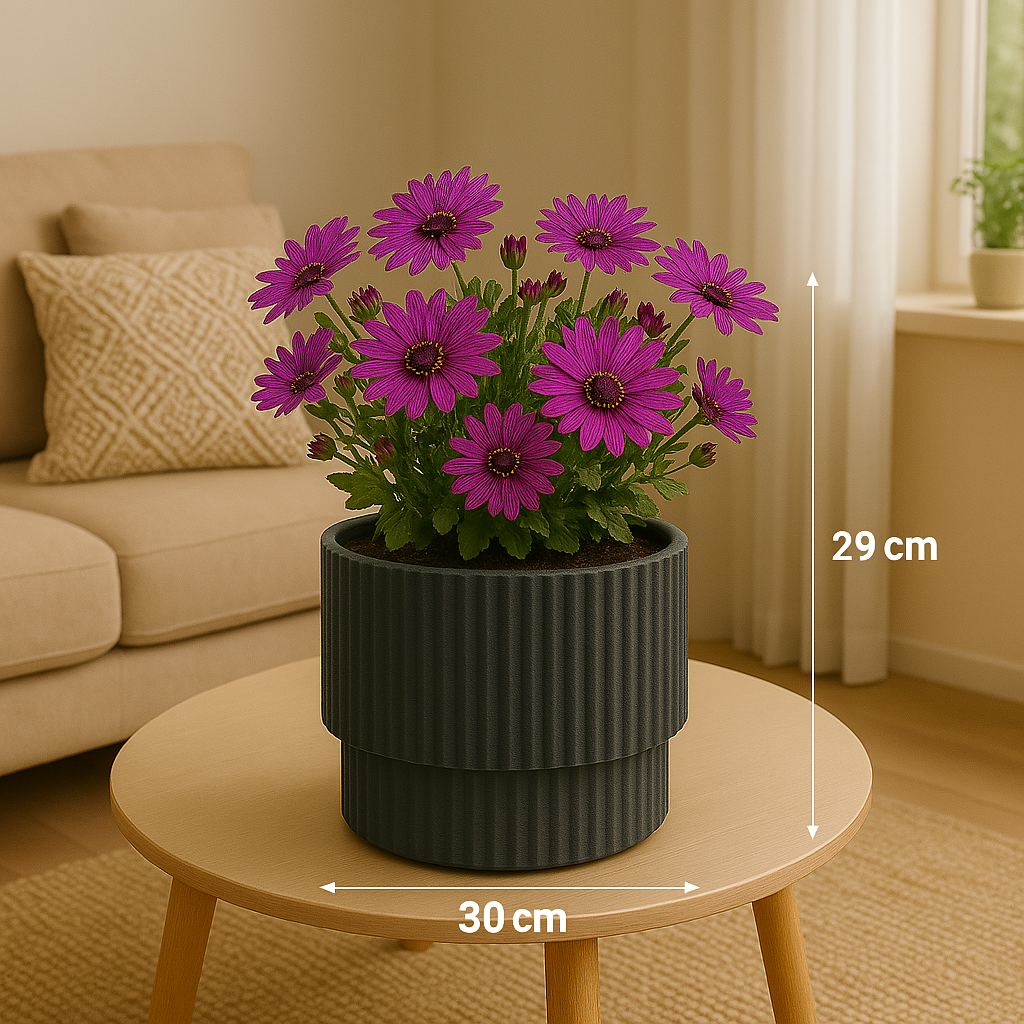 Paarse madeliefachtige bloemen in een donkergrijze pot op een tafel. Een bank op de achtergrond. Een witte pijl toont de hoogte en breedte.