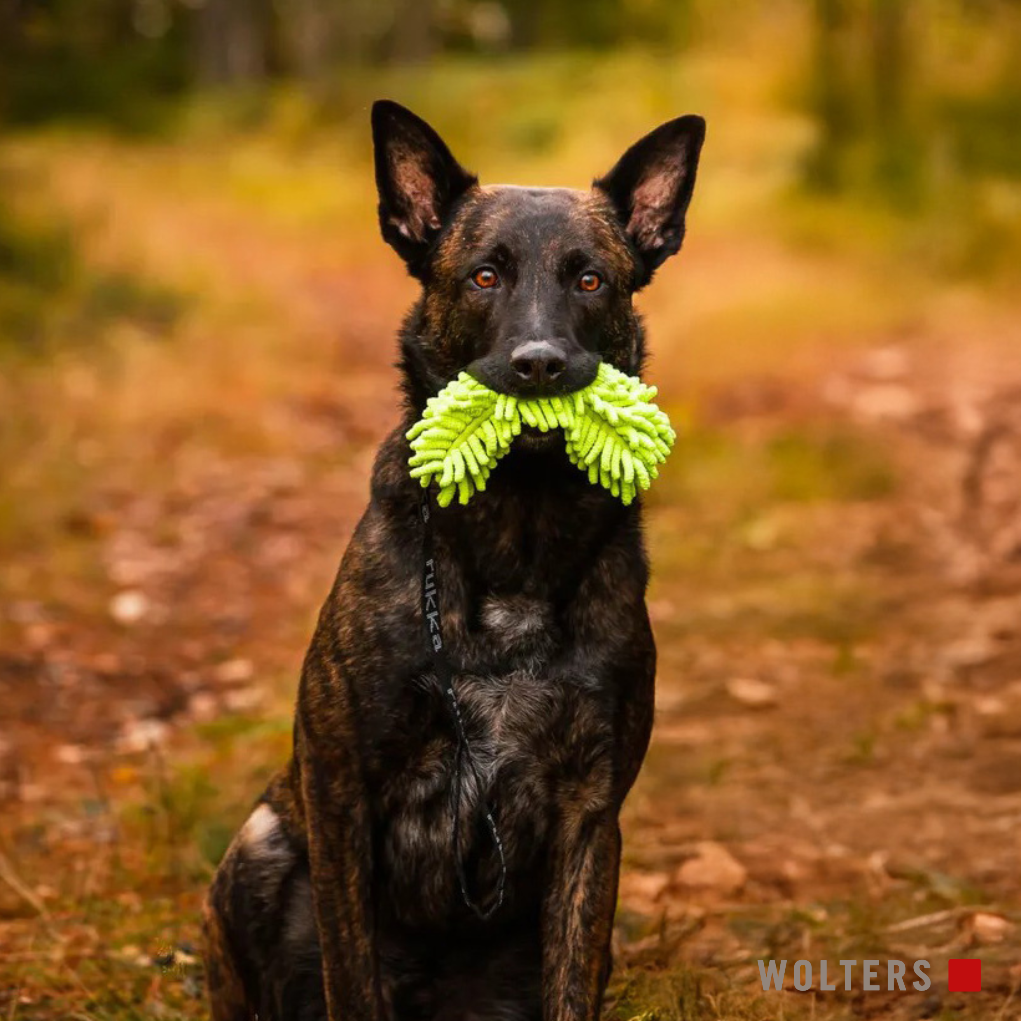 Ein gestromter Hund, der ein grünes, flauschiges Spielzeug im Maul hält.