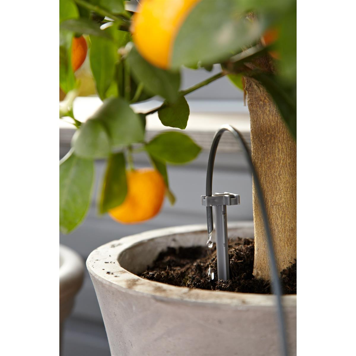 Ein Topf-Orangenbaum mit Früchten. Wasser tropft aus einem grauen Bewässerungsschlauch. Der Topf ist mit Erde gefüllt.