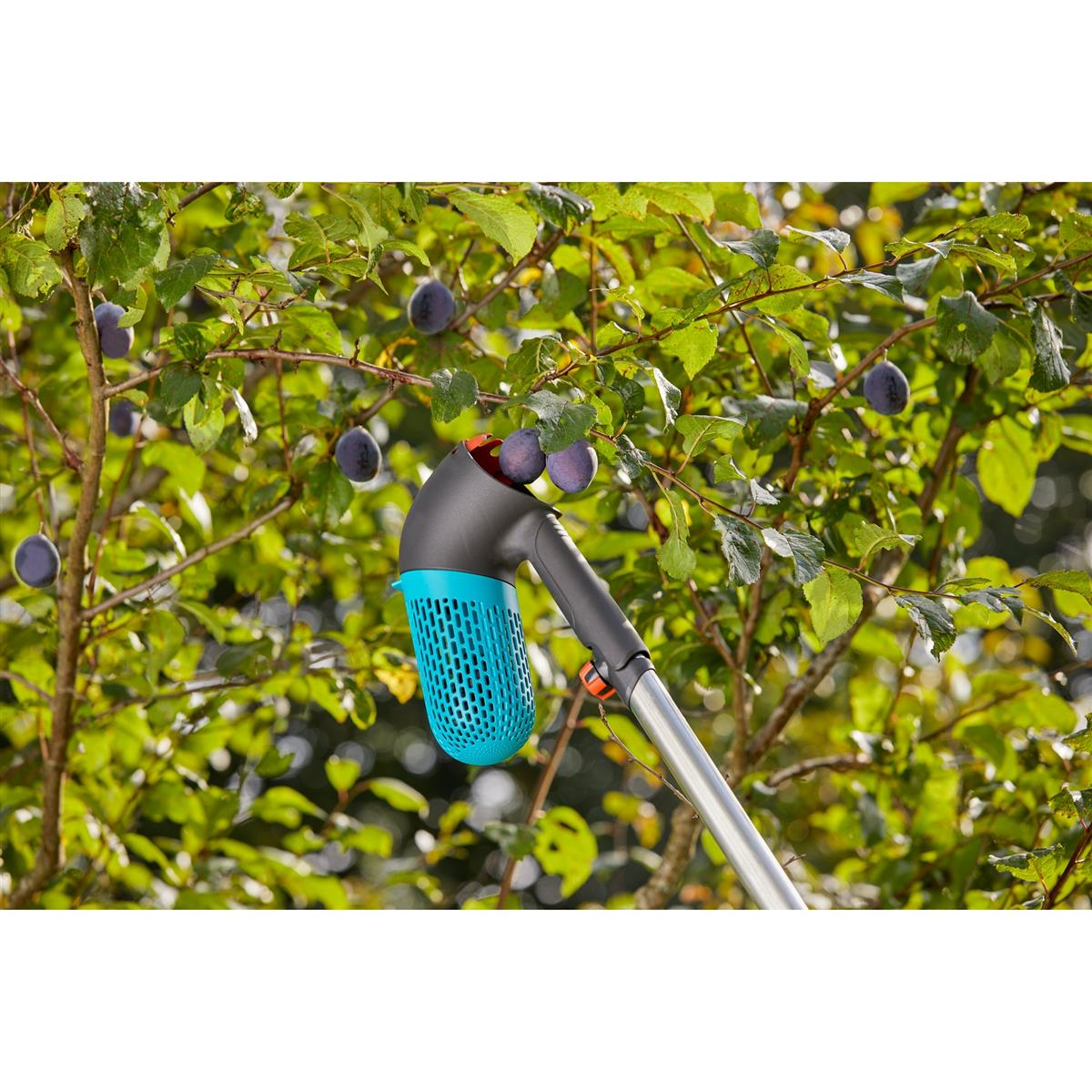 Un raccoglitore di frutta raccoglie prugne da un albero. Lo strumento è blu e nero. Foglie verdi e più prugne sullo sfondo.