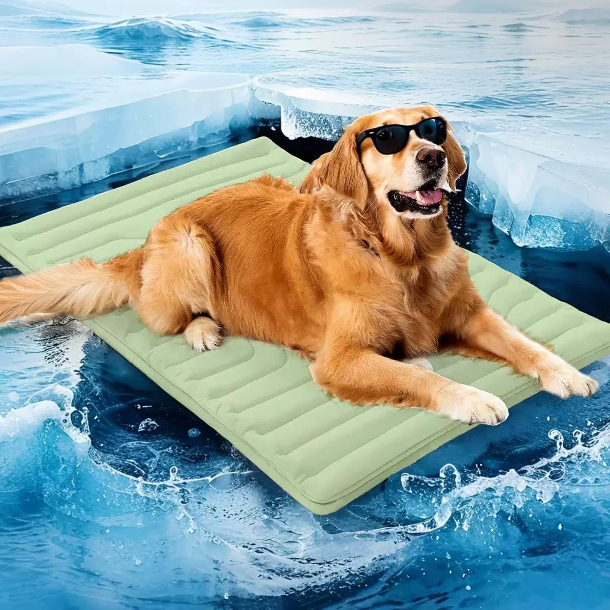 Ein Golden Retriever mit Sonnenbrille liegt auf einer grünen Kühlmatte, vor Wasser und Eis.